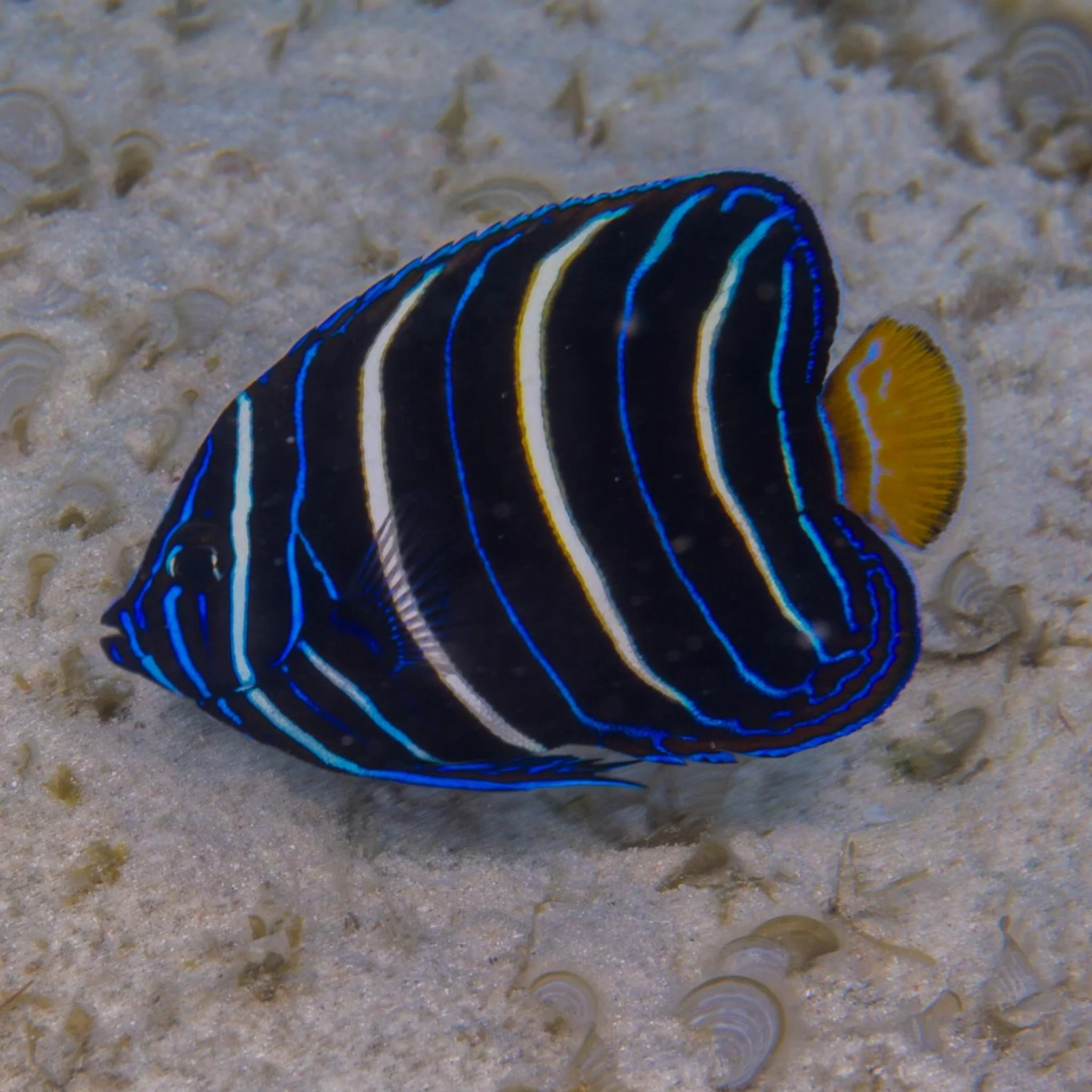 African Angel - Juvenile
