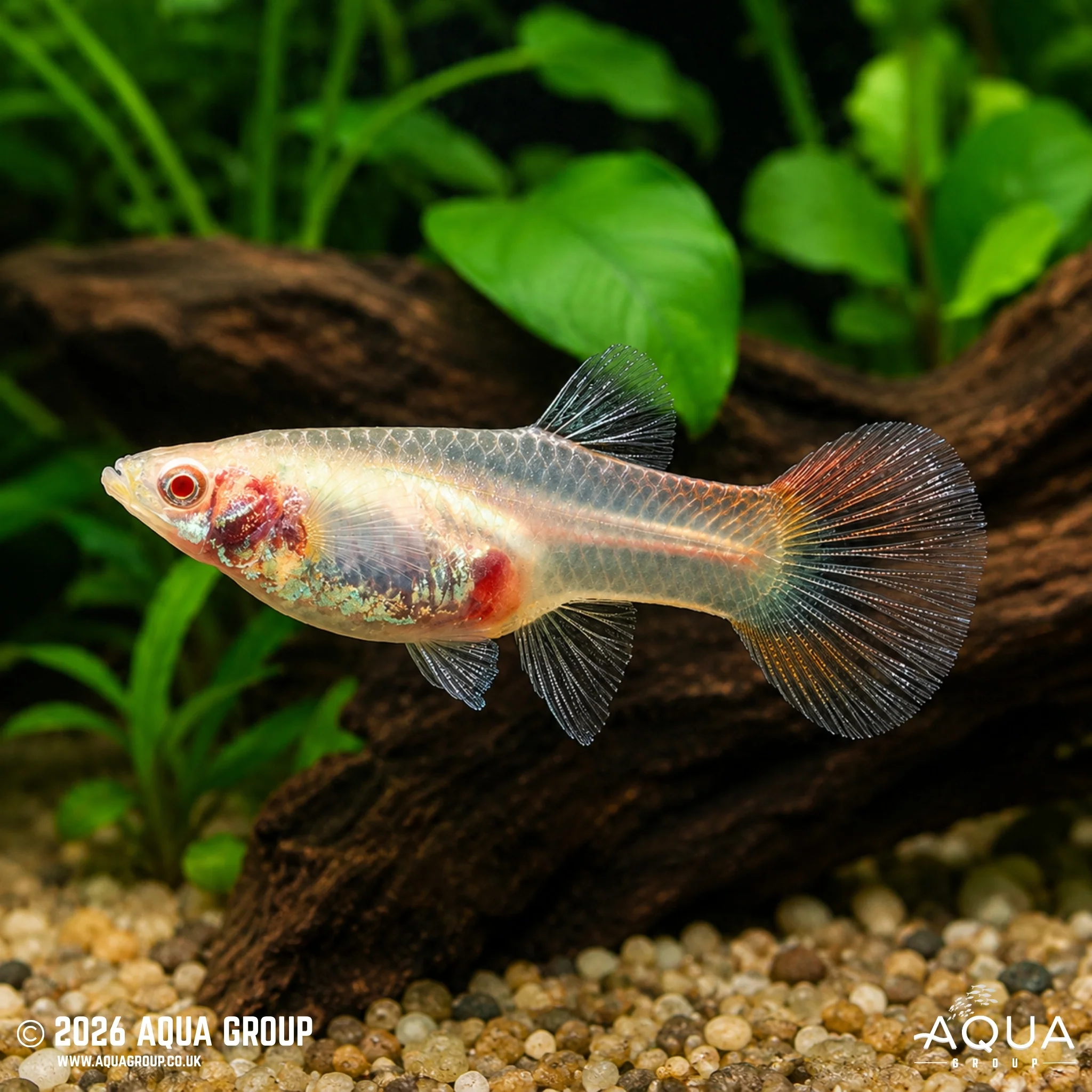 Albino Redlace Guppy - Poecilia reticulata - Image 2