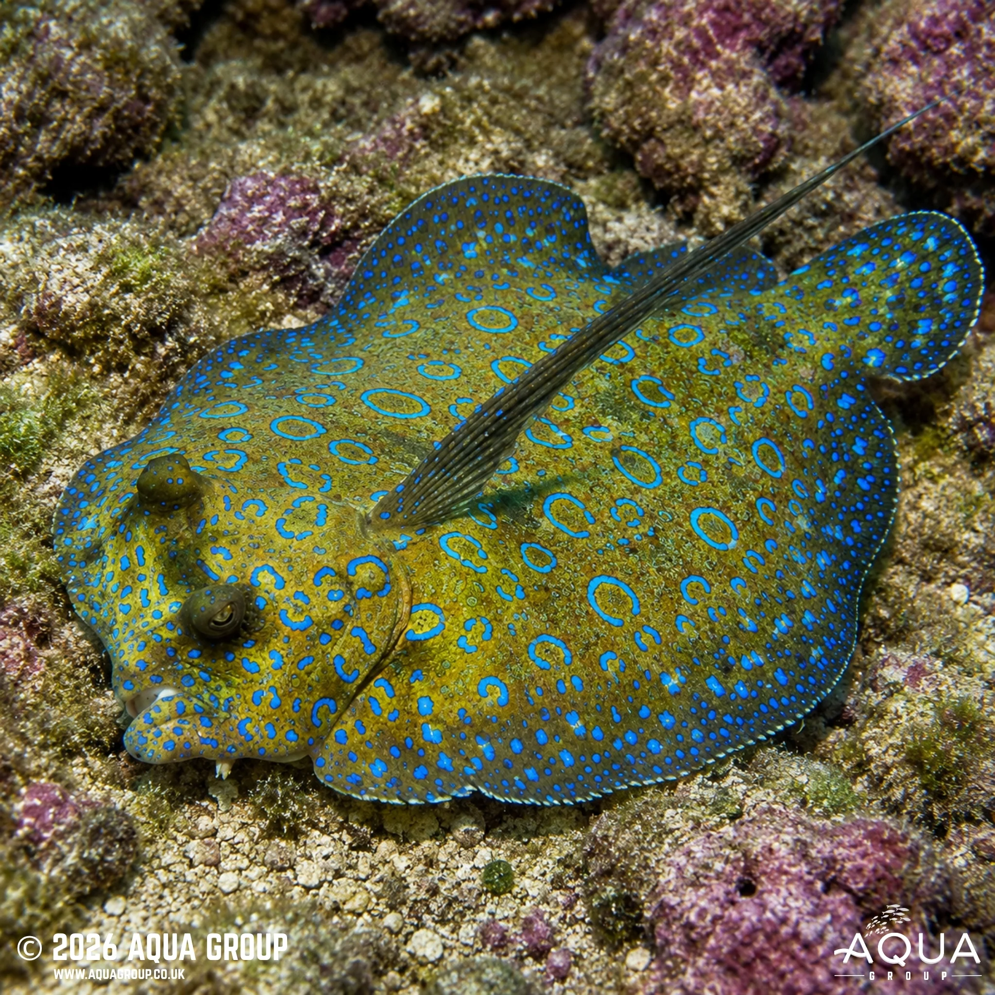 Tropical Flounder - Bothus Mancus