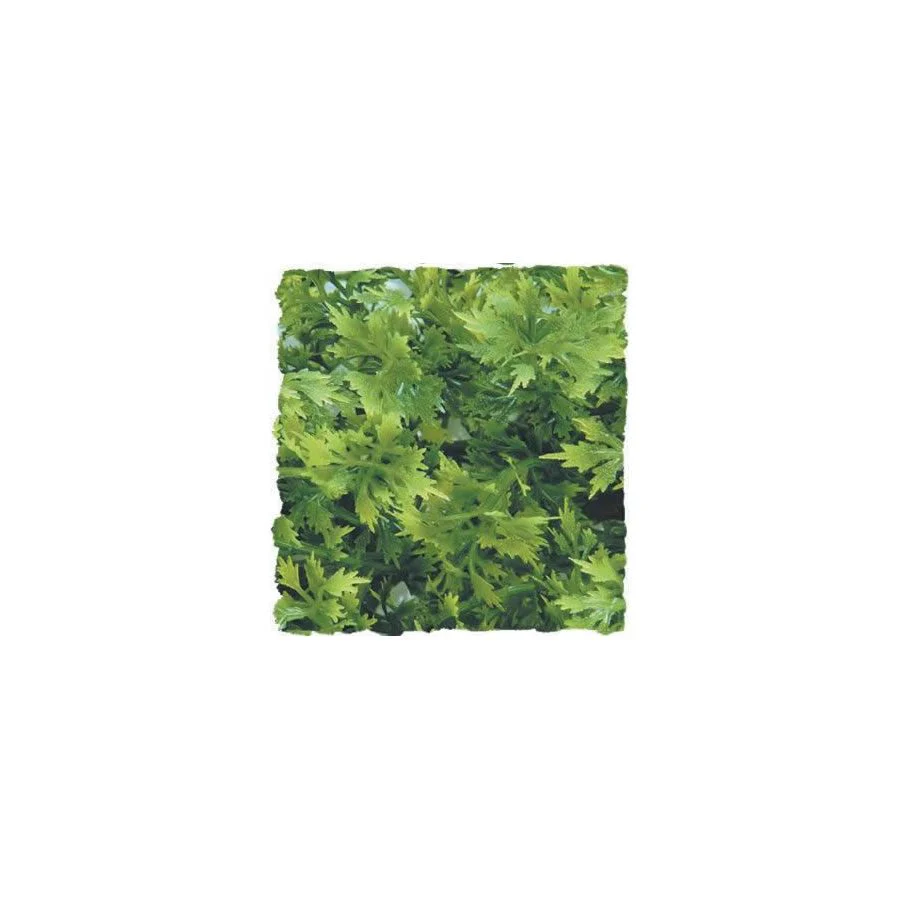 Zoo-Med Australian Maple - Large