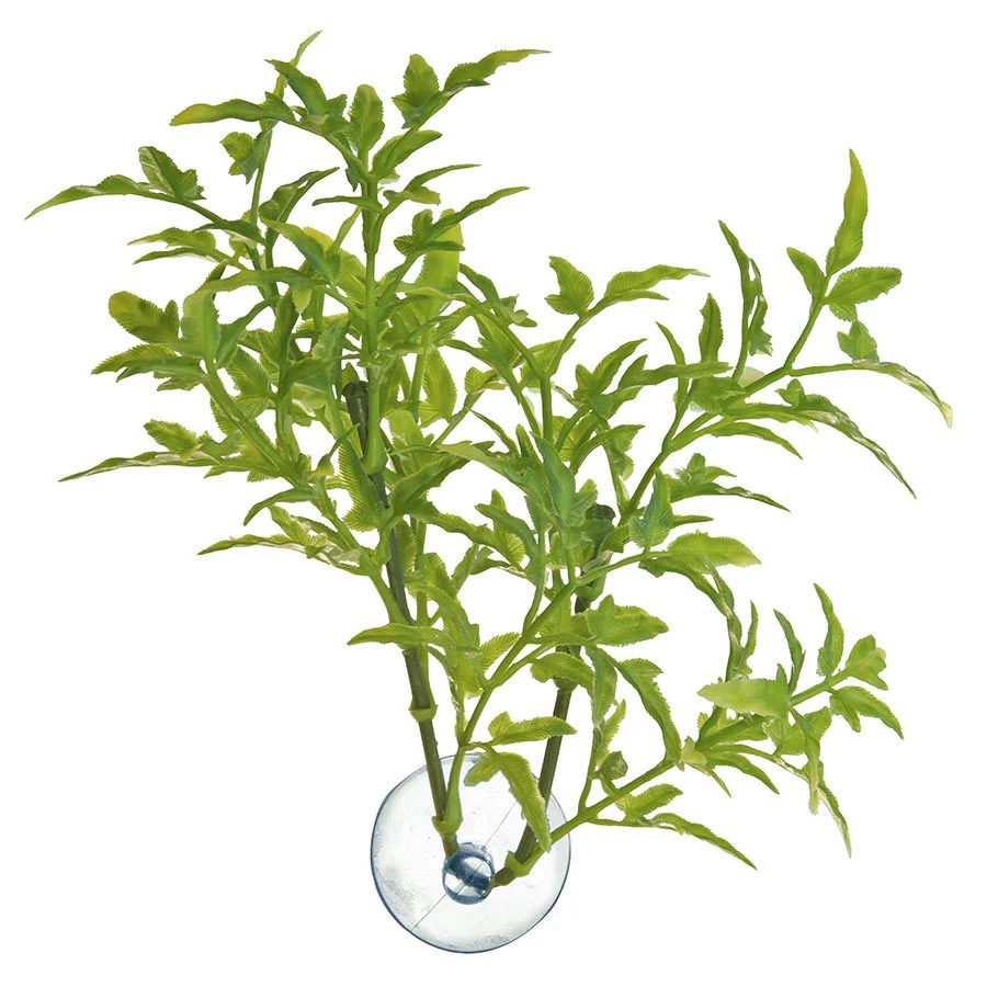 Zoo-Med Australian Maple - Medium