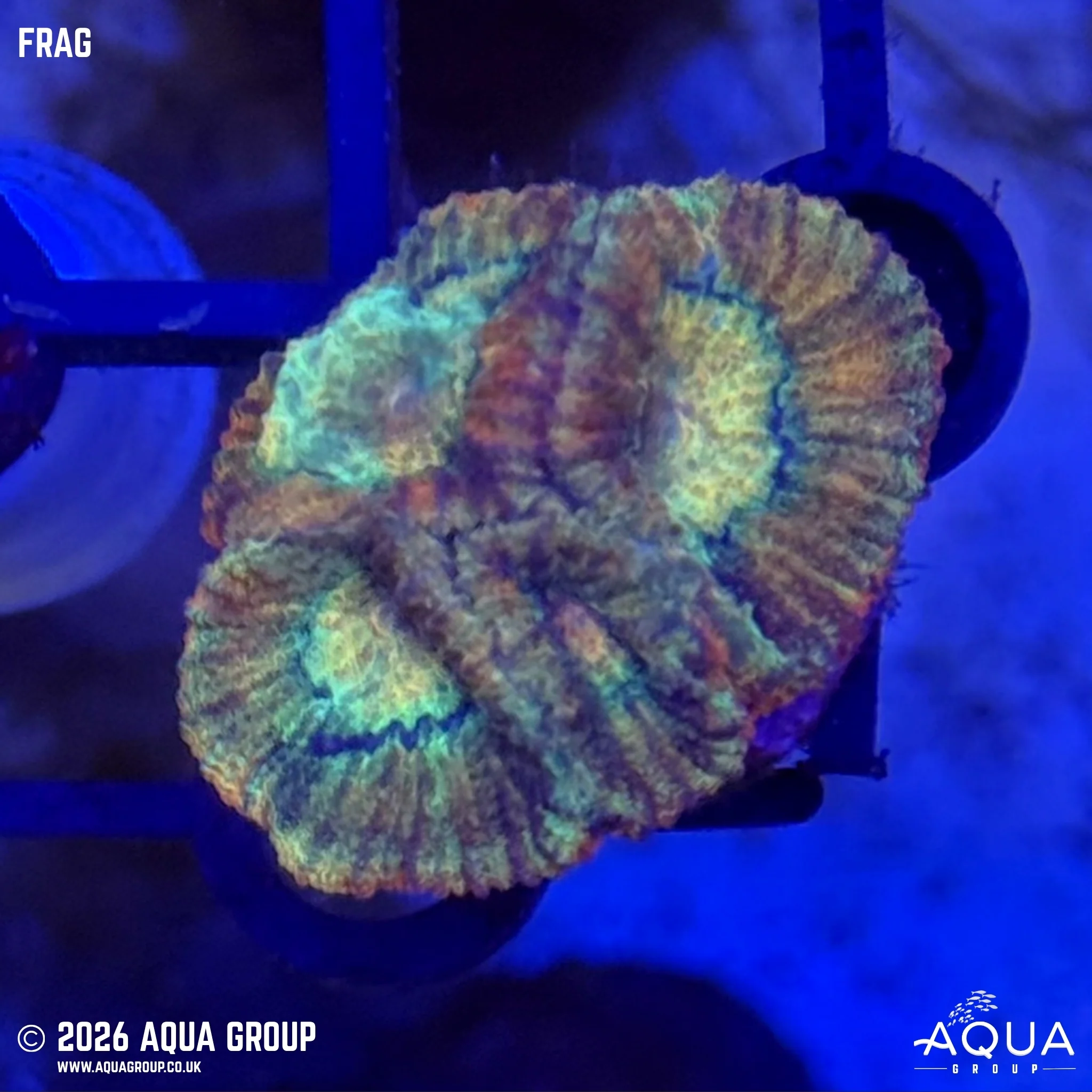 Baby Breath Favia - Favia sp.