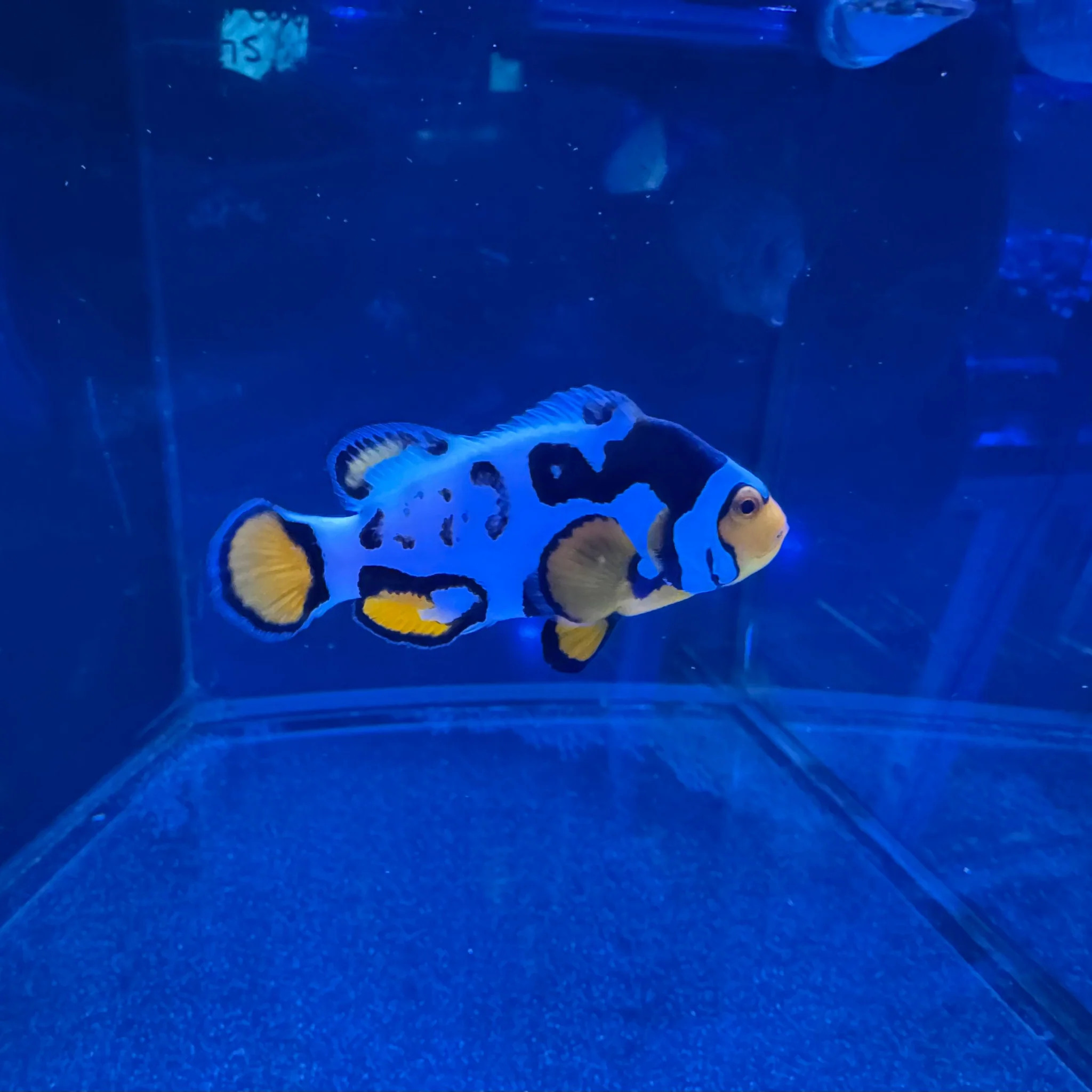 Bali Aquarich Nebula Clownfish- Pair