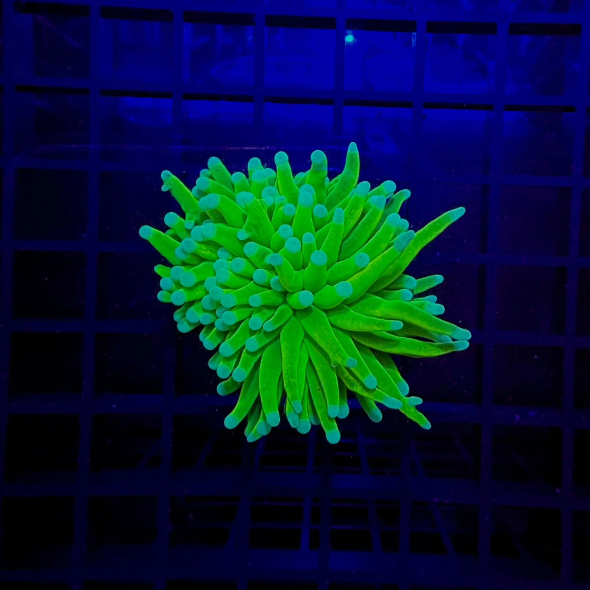Banana Grail Torch Coral