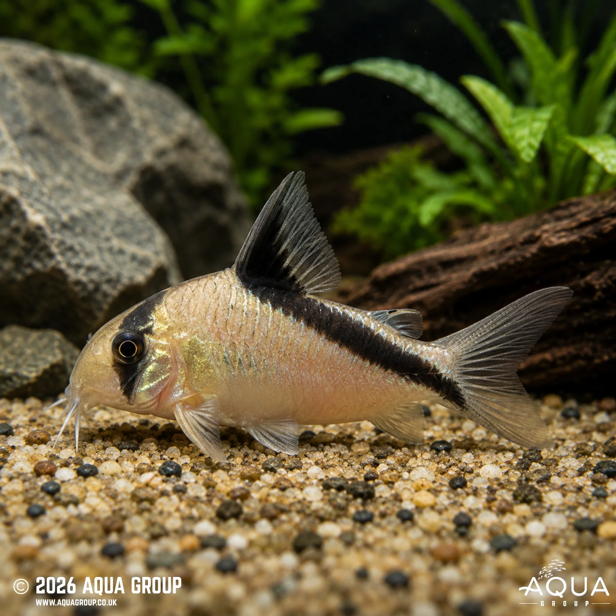 Bandit Corydoras - Hoplisoma metae