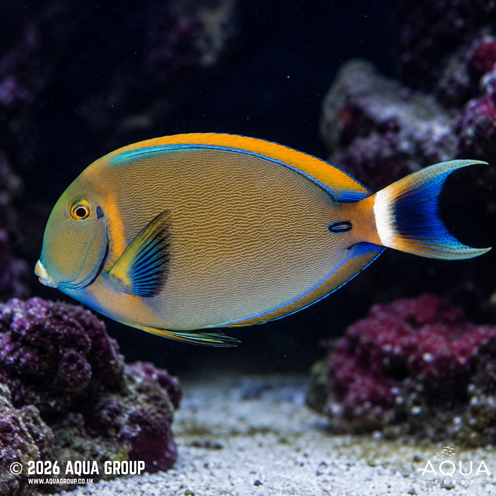 Bariene Tang - Acanthurus Bariene