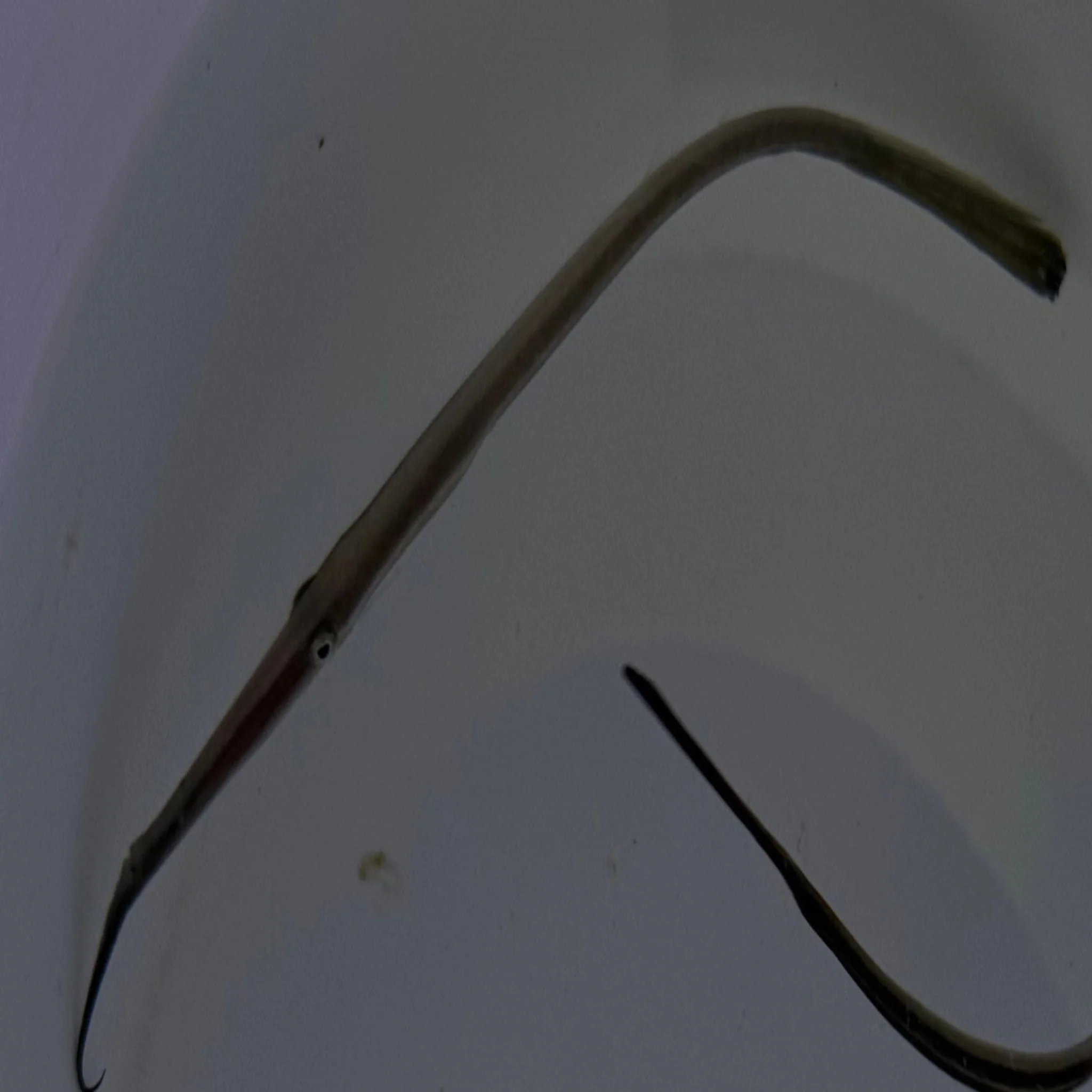 Bearded Pipefish