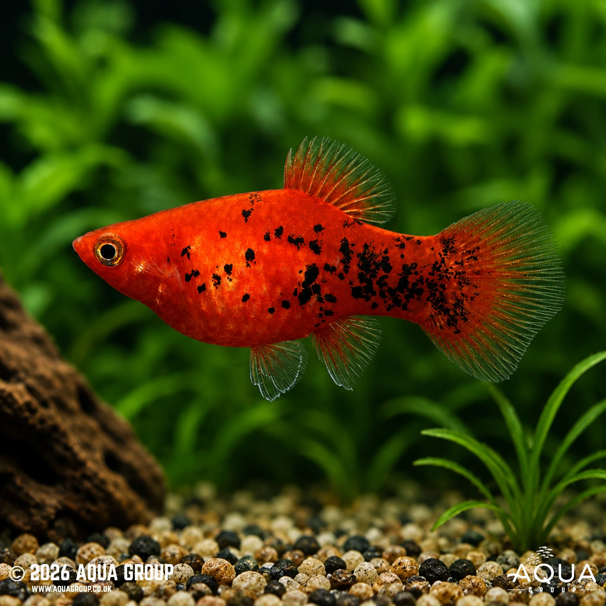 Berlin Platy - Xiphophorus maculatus