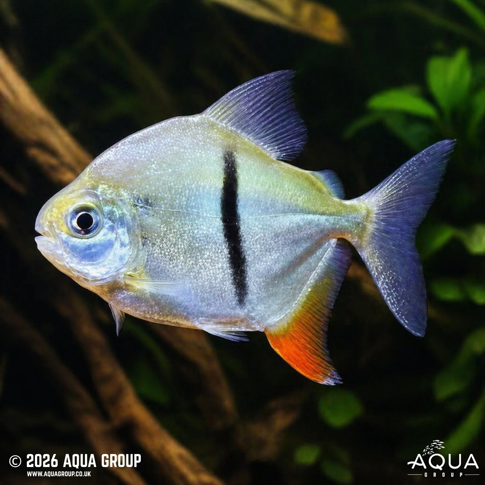 Black Barred Metynis - Myleus schomburgkii - Image 2