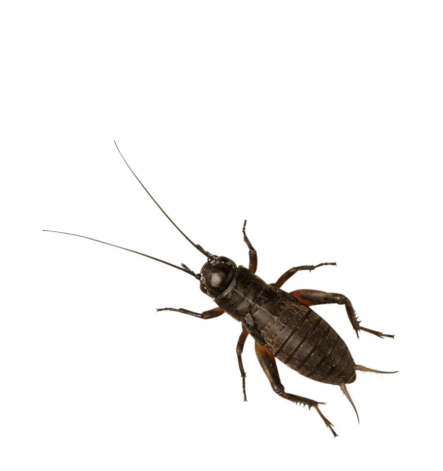 Brown Silent Crickets Pre-Pack