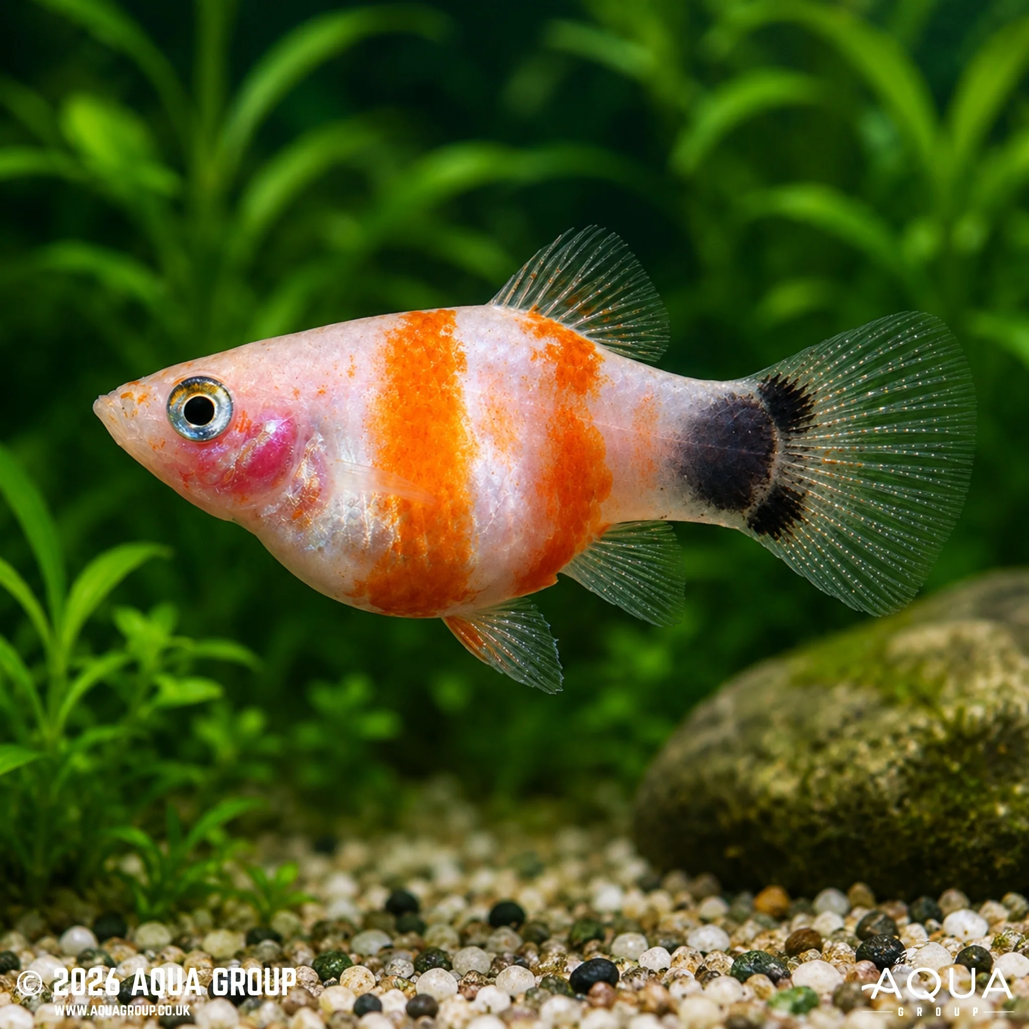 Bleeding Heart Mickey Mouse Platy - Xiphophorus maculatus - Image 2