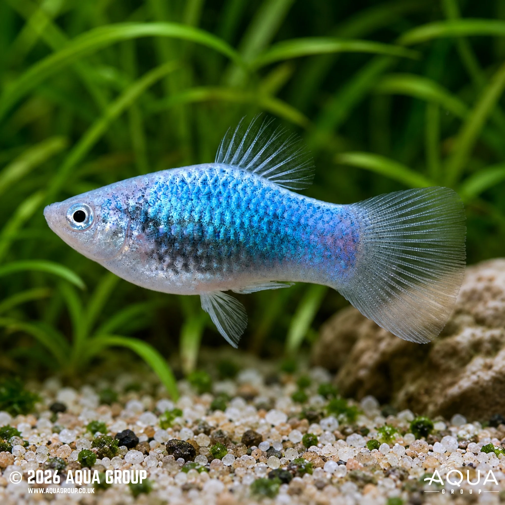 Blue Glowlight Platy - Xiphophorus maculatus