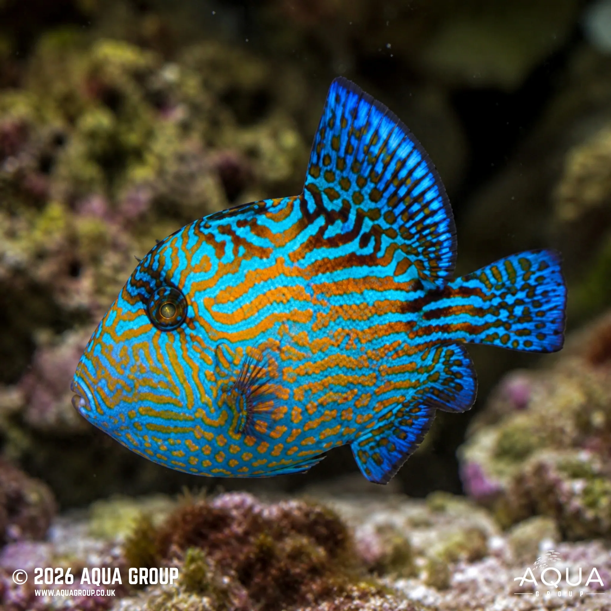 Blue Jigsaw Trigger- Fuscus