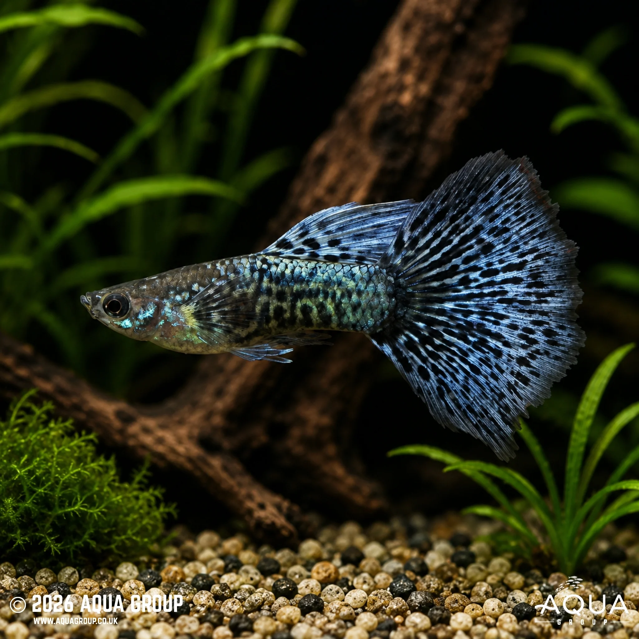 Blue Metal Dragon Guppy - Poecilia reticulata