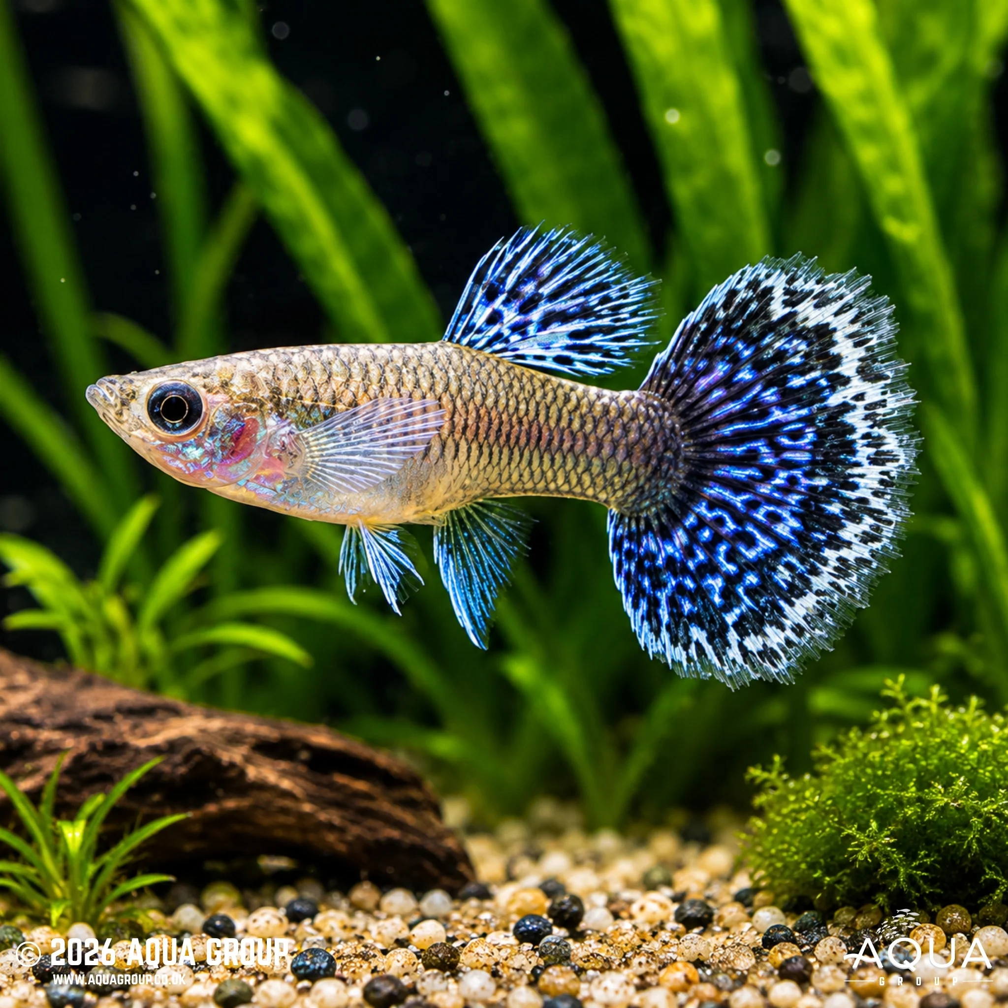 Blue Metal Dragon Guppy - Poecilia reticulata - Image 2