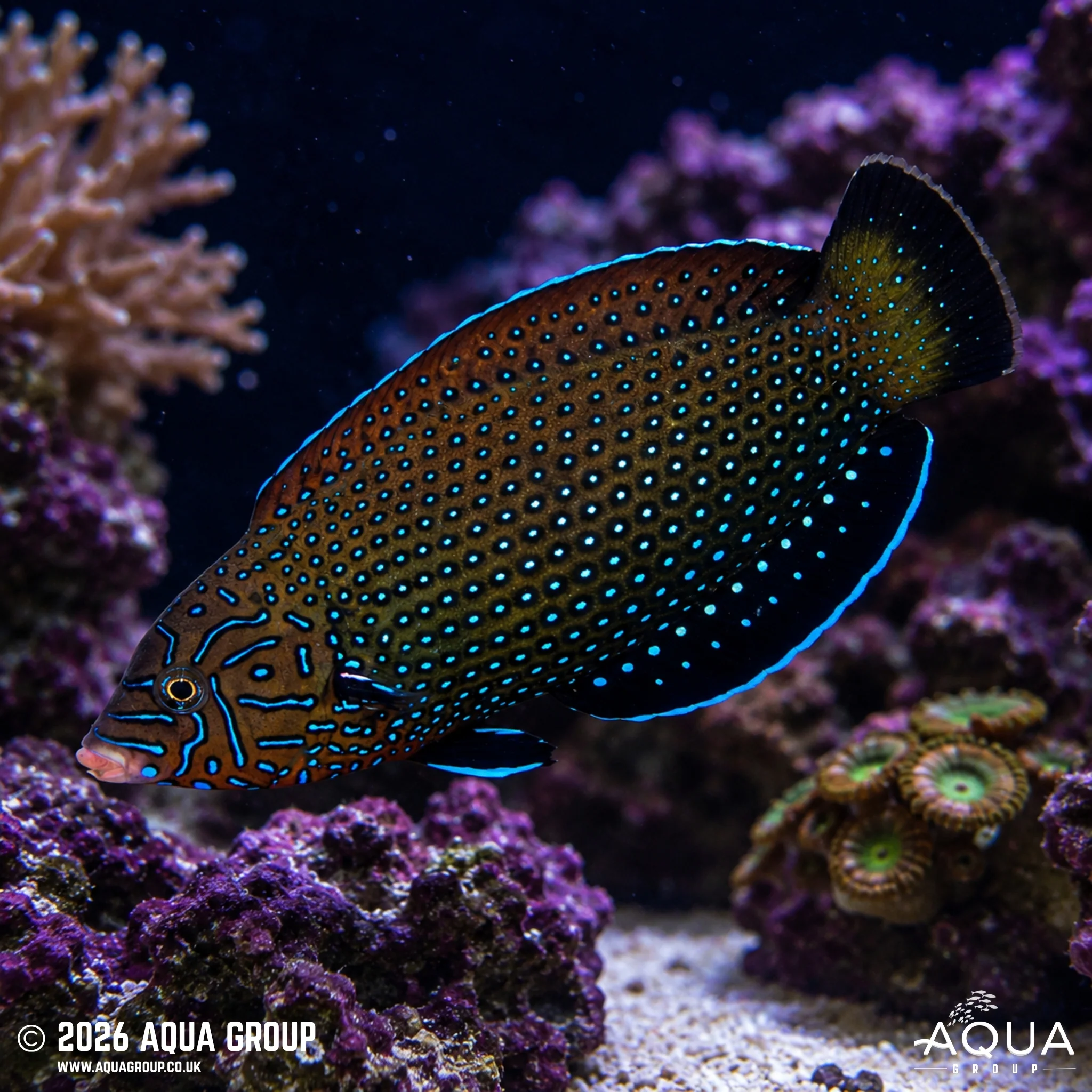 Blue Spotted Tamarin Wrasse - Anampses caeruleopunctatus