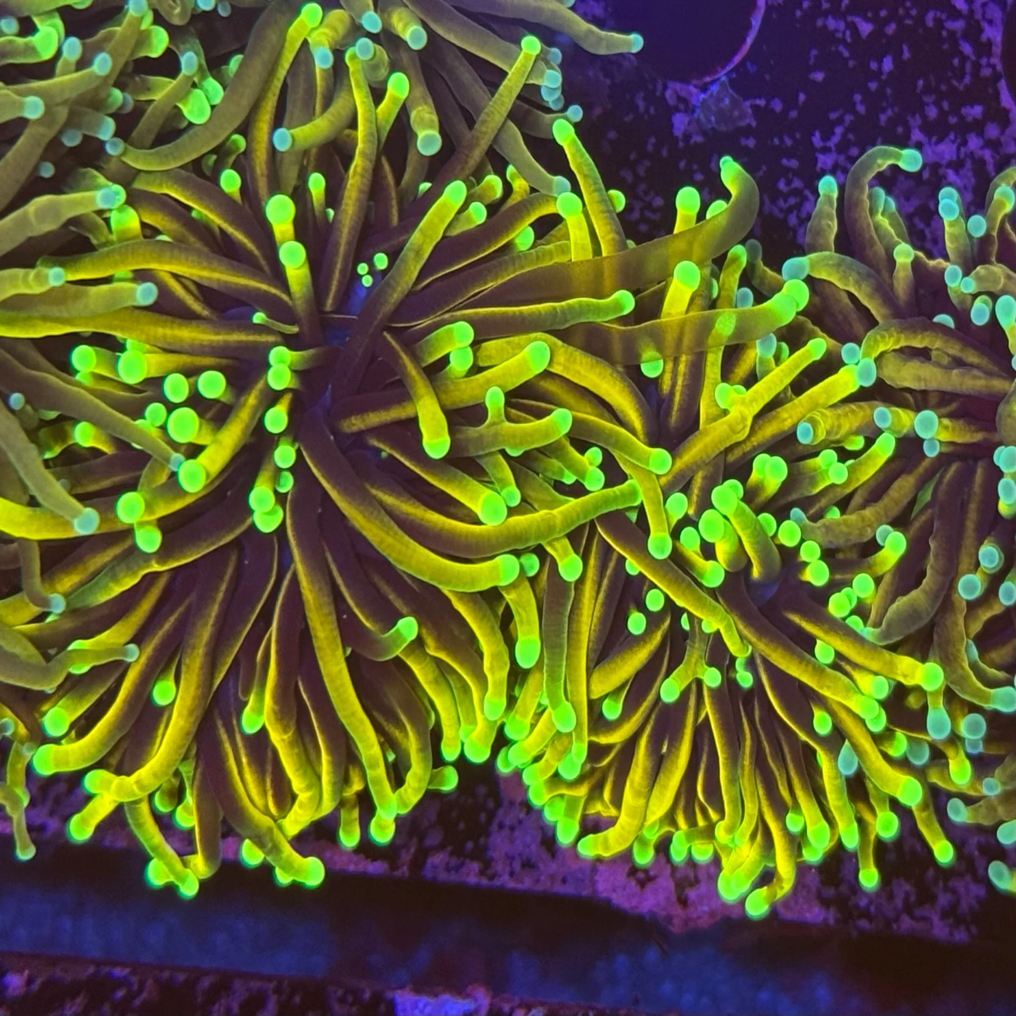 Bronze Torch (1 polyp)