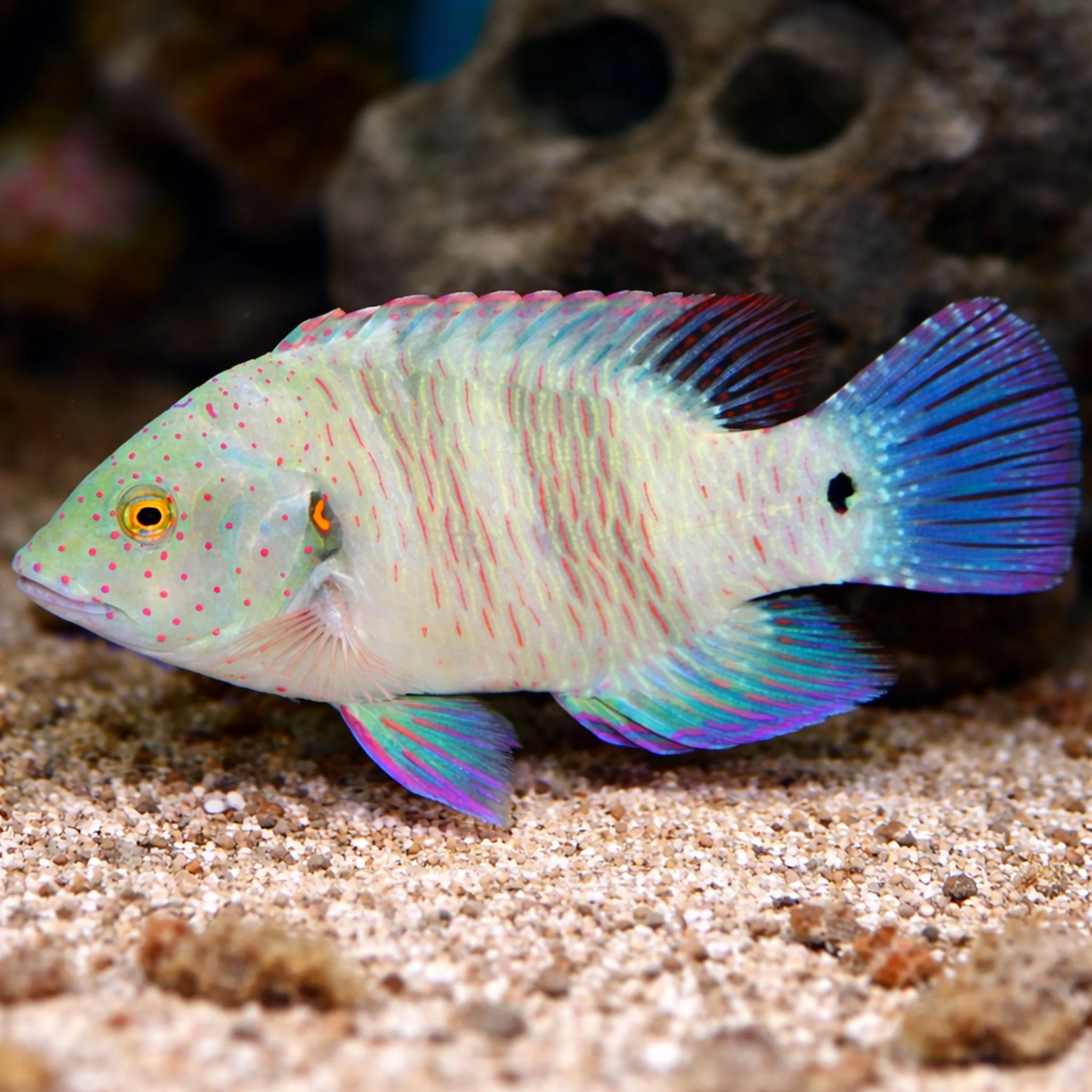Broomtail Wrasse [Cheilinus lunulatus] - Image 2