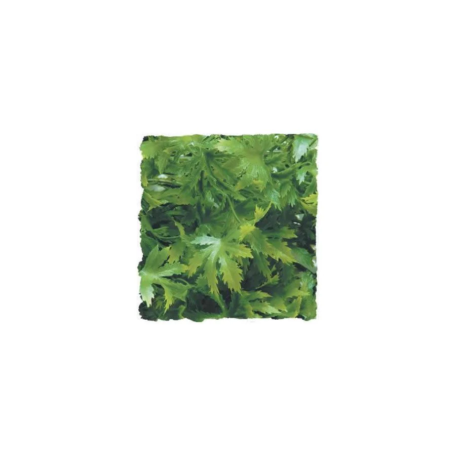 Zoo-Med Cannabis - Medium