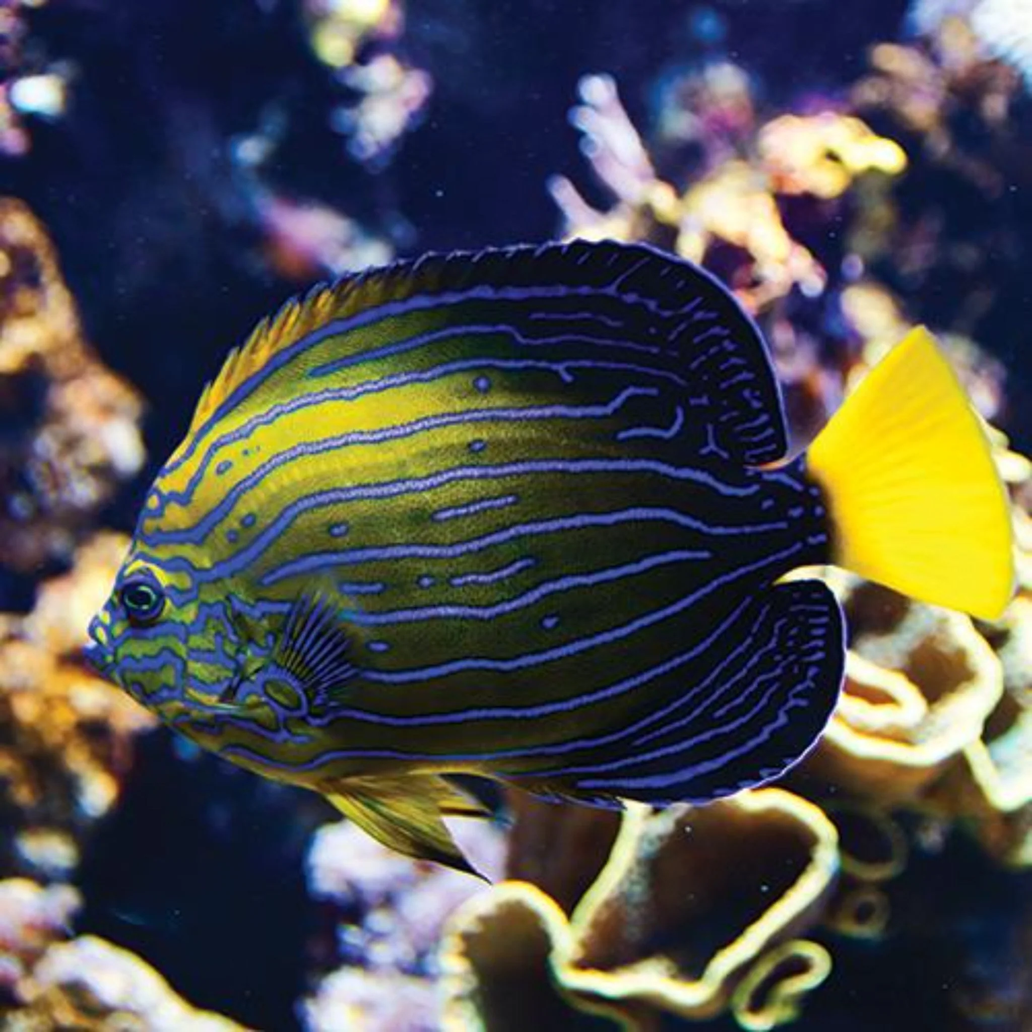 Chinese Blueline Angelfish