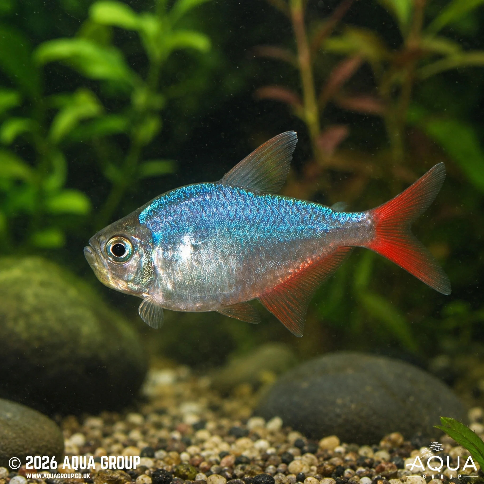 Colombian Tetra - Hyphessobrycon columbianus