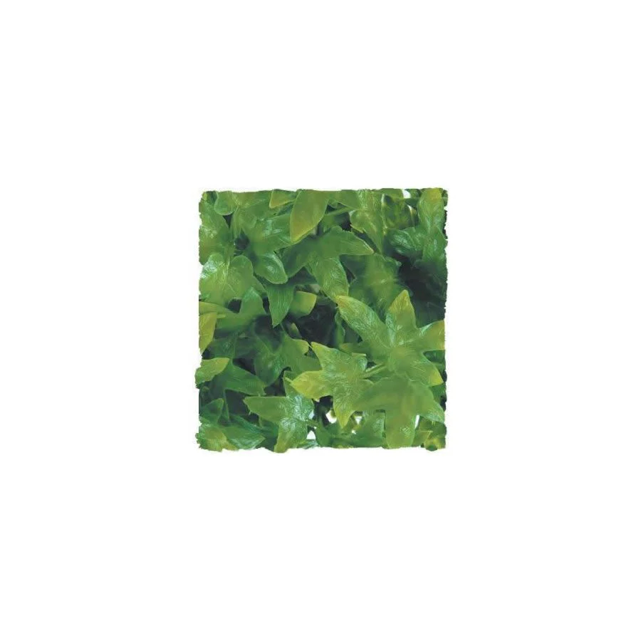 Zoo-Med Congo Ivy - Large