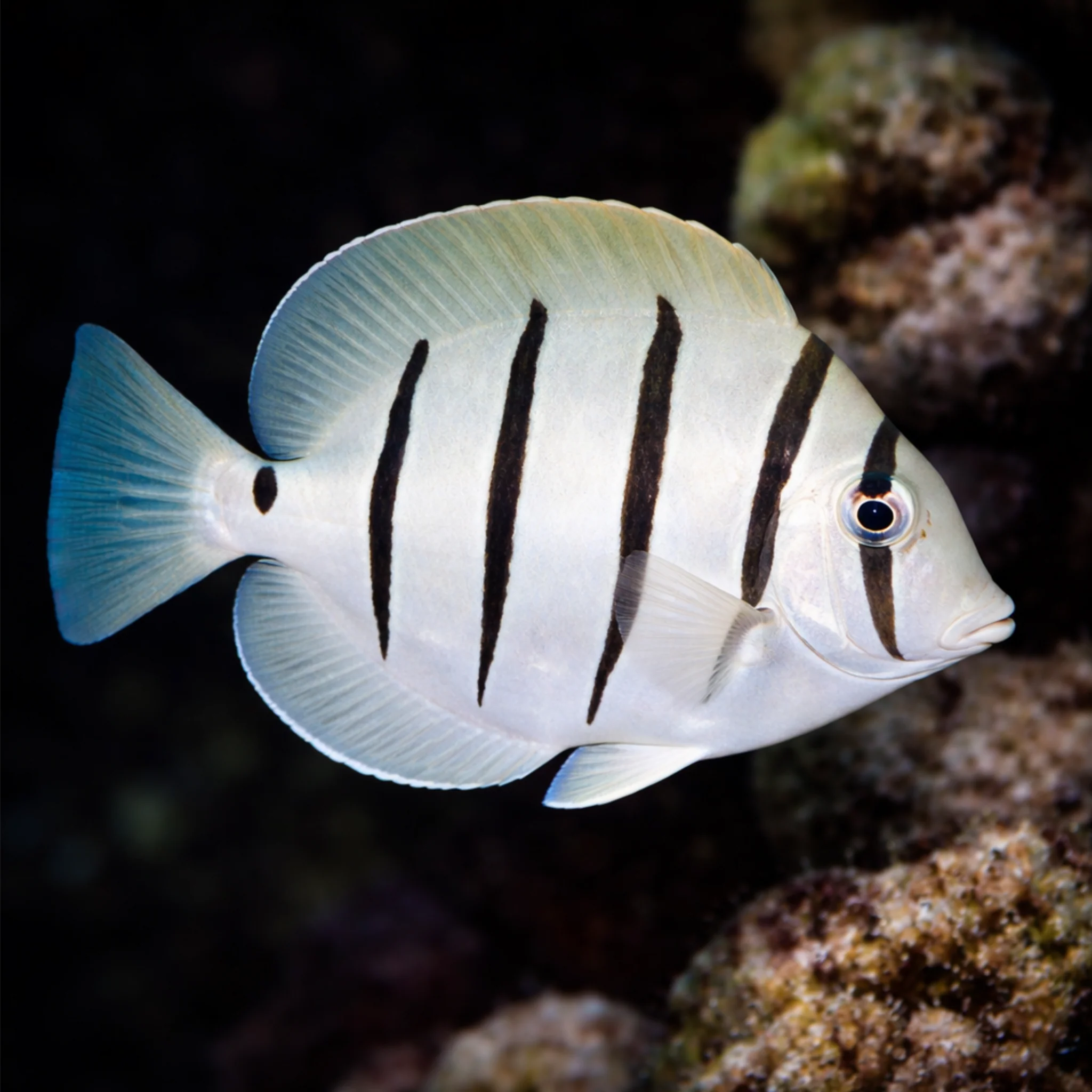 Convict Tang - Acanthurus triostegus