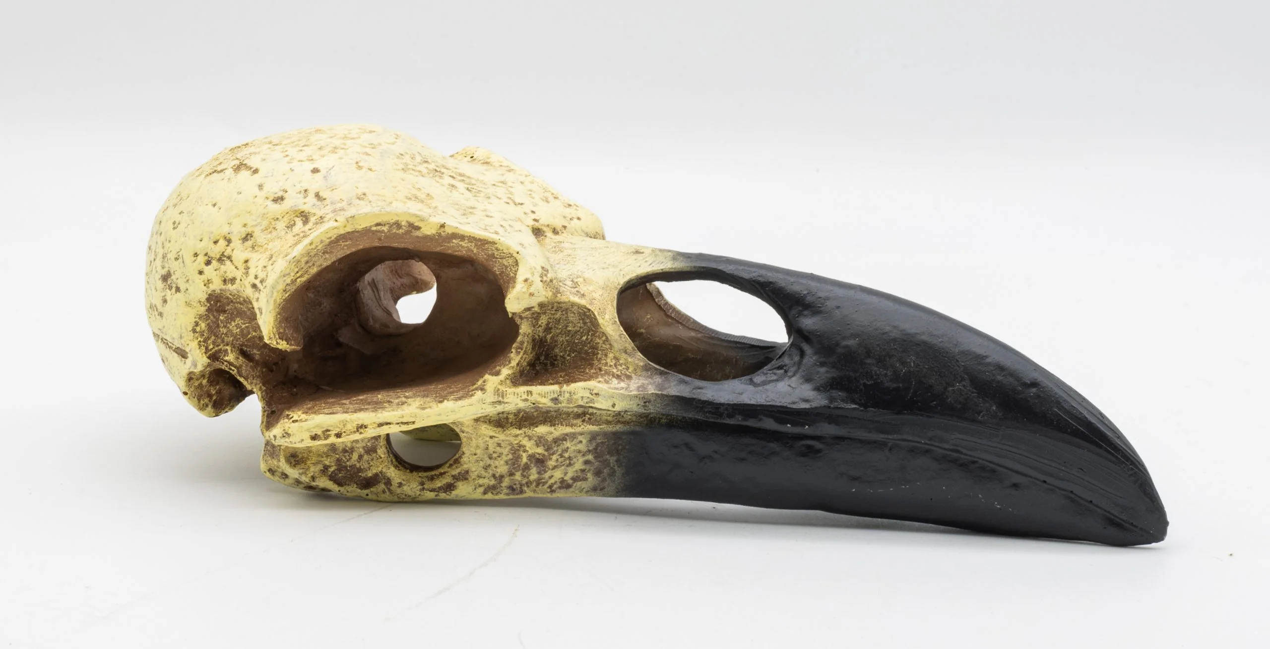 ProRep Corvid Skull 15.5×6.5×5.5cm