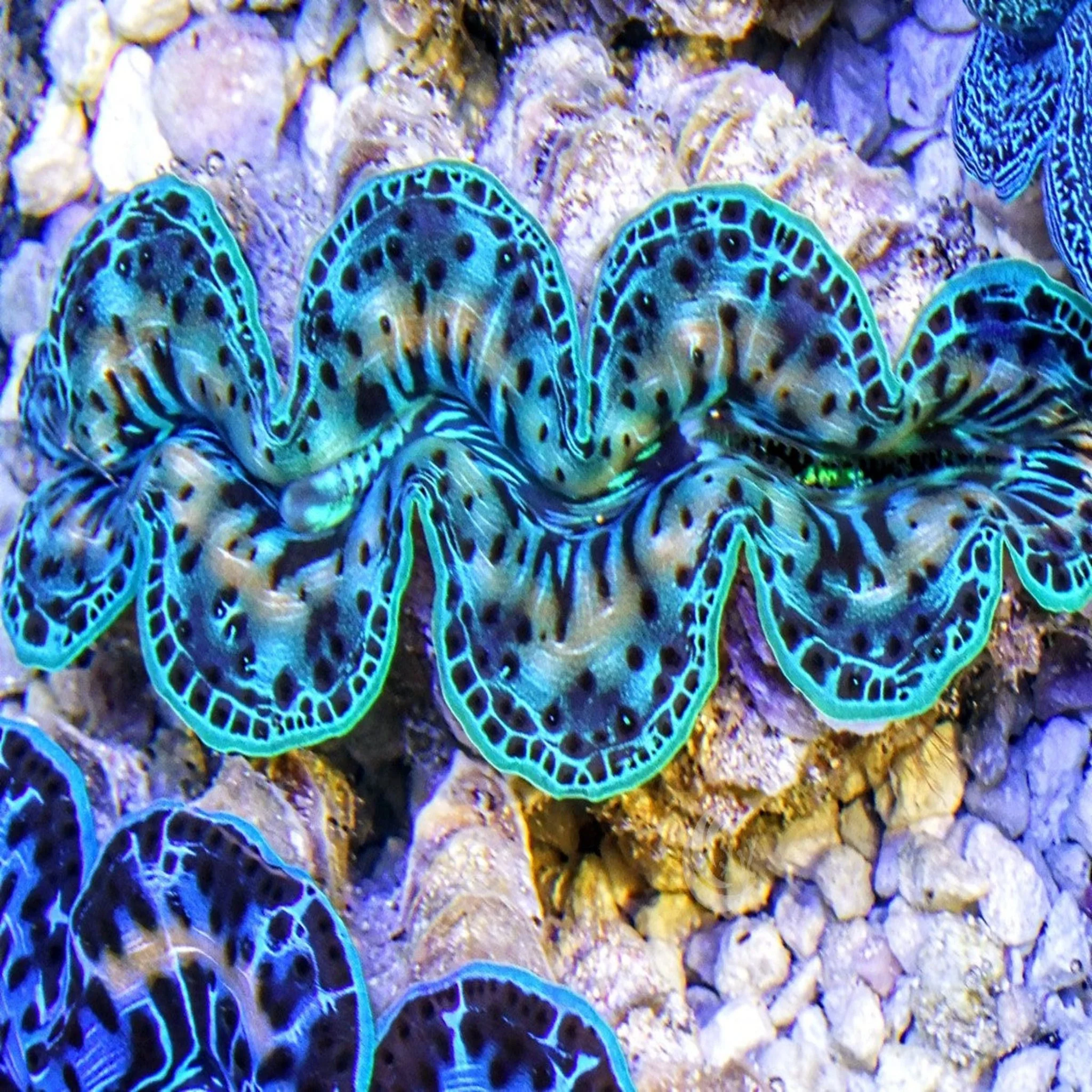 Cultured Clam - Maxima blue