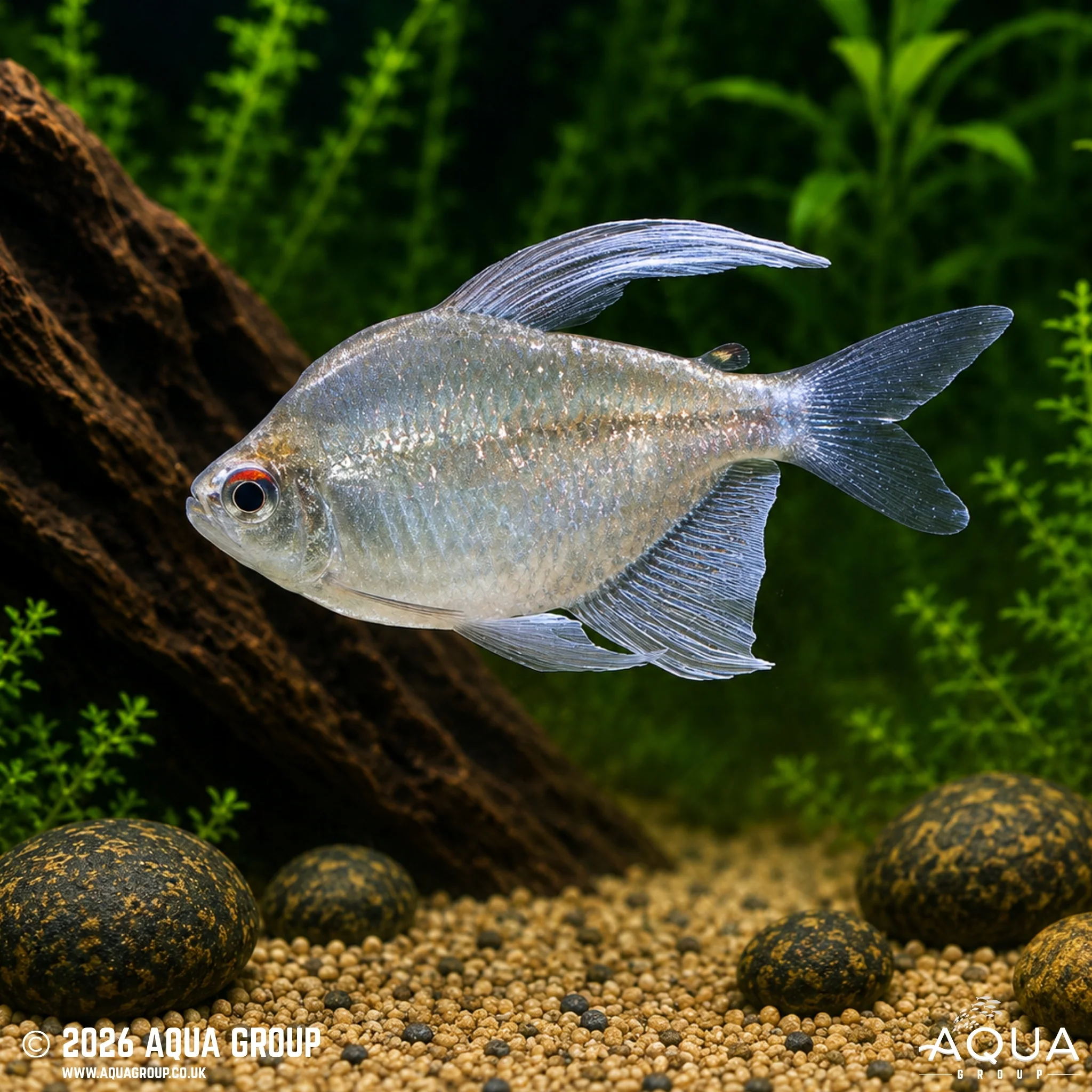 Diamond Tetra - Moenkhausia pittieri