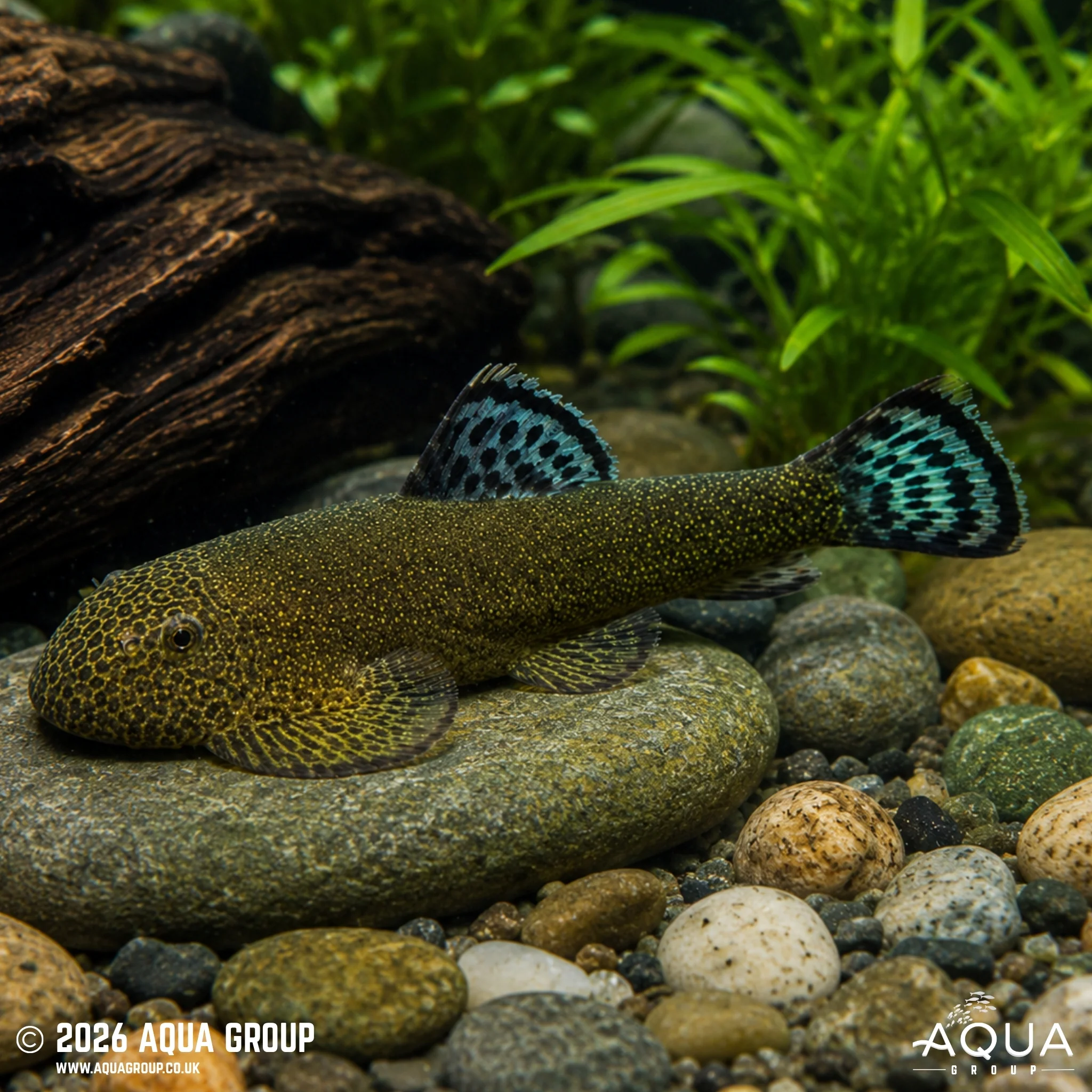 Double Blue Zebra Borneo Loach - Gastromyzon sp.