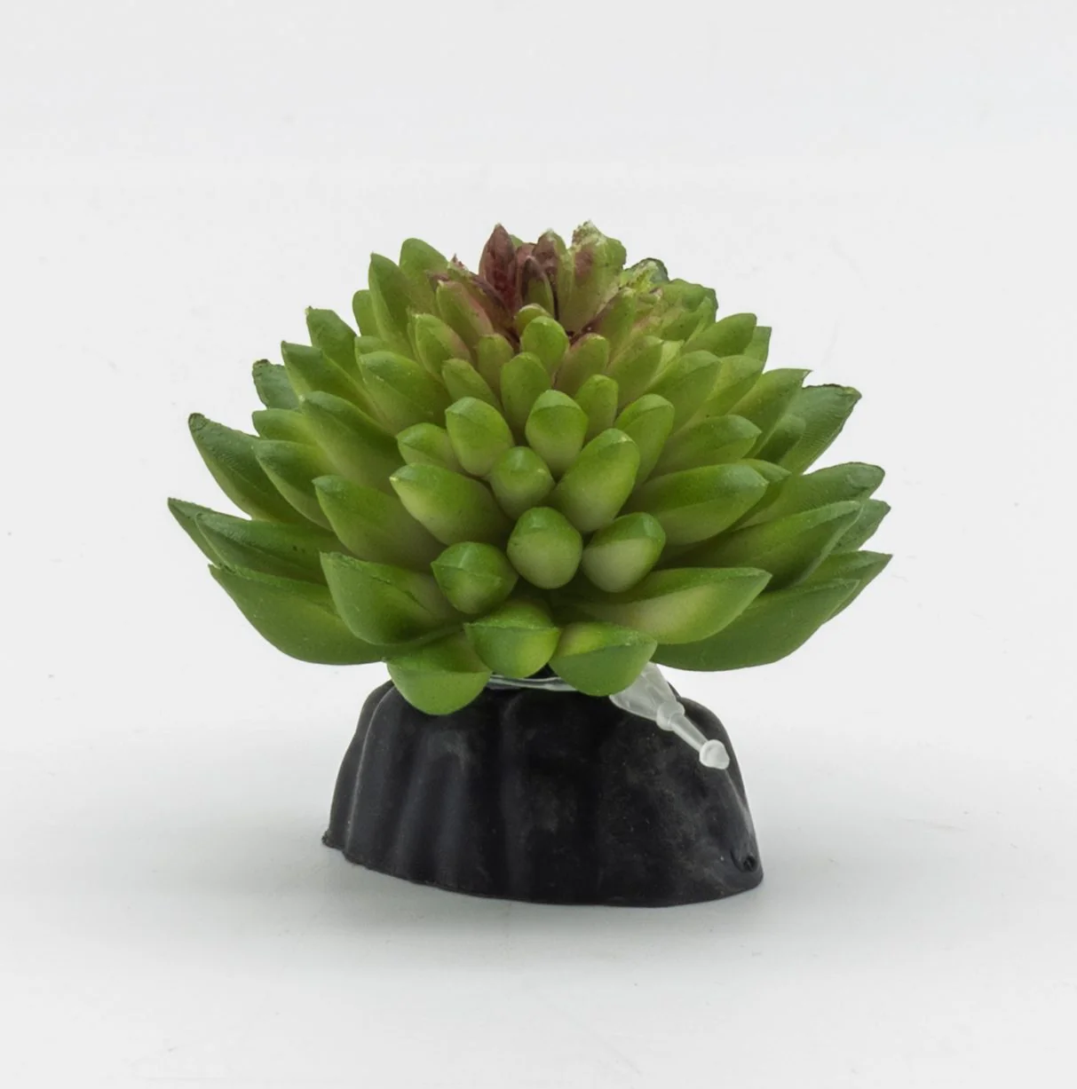 ProRep E Vanvlietii Plant 10cm