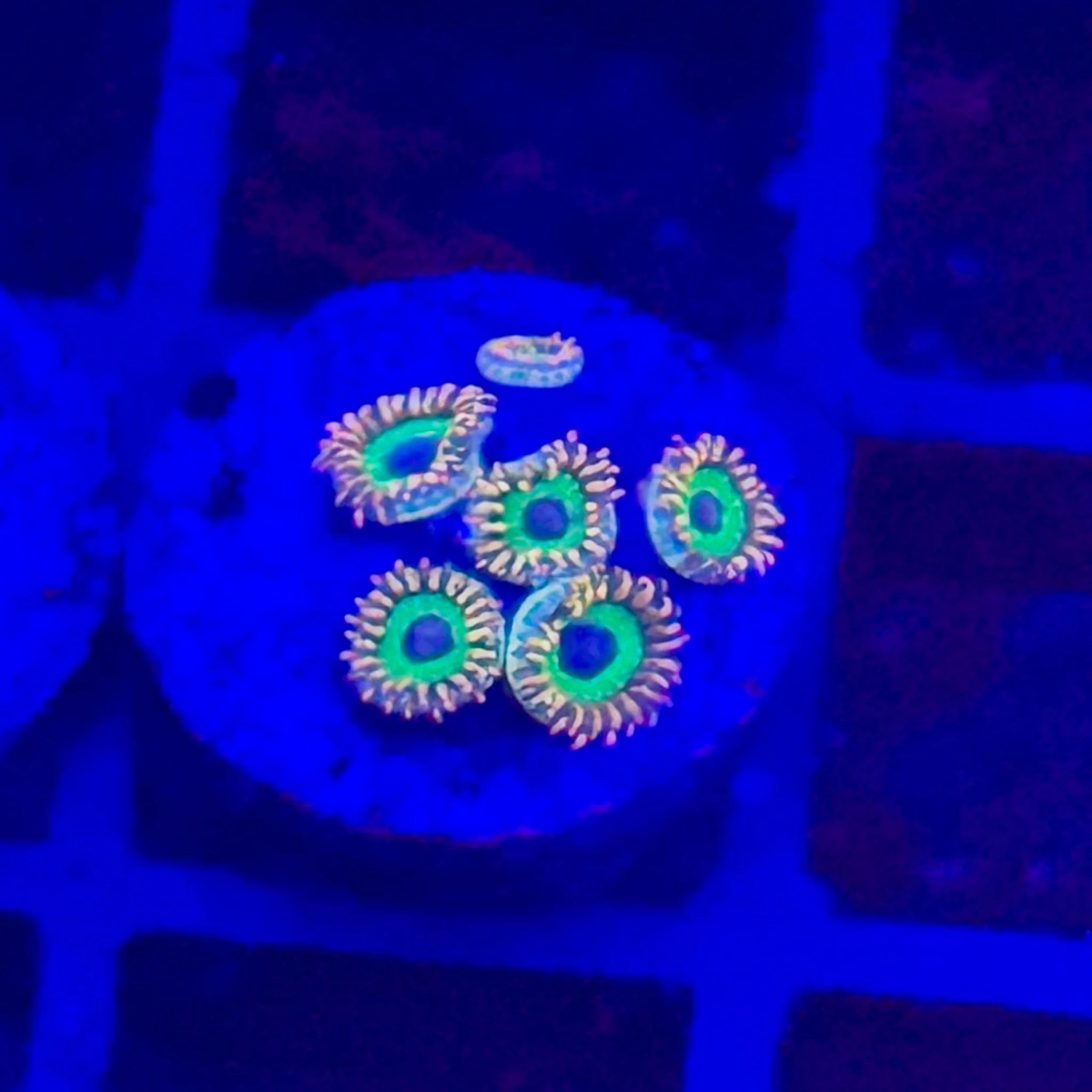 Eagle Eye Zoas