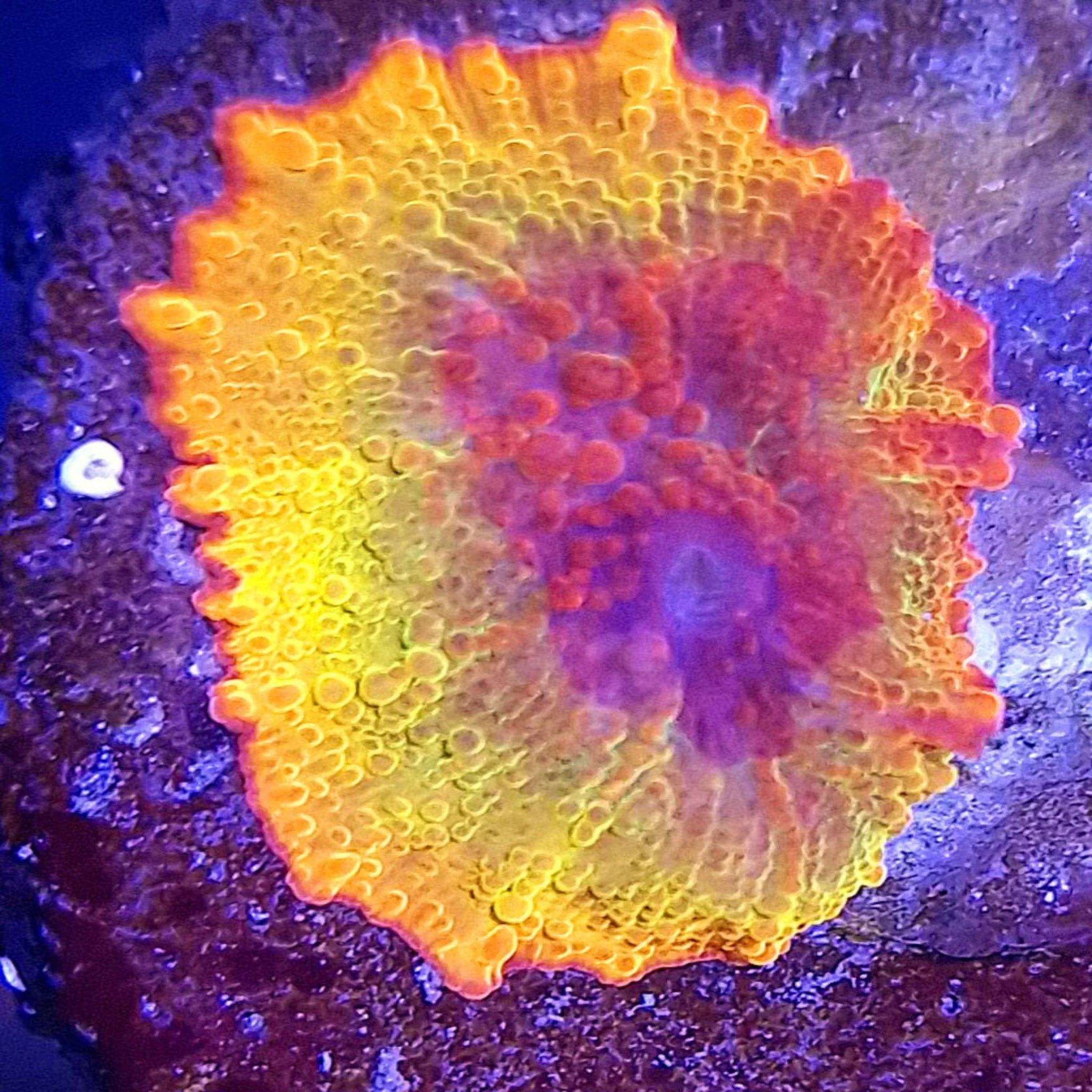 Electus Rainbow Jawbreaker Mushroom #2
