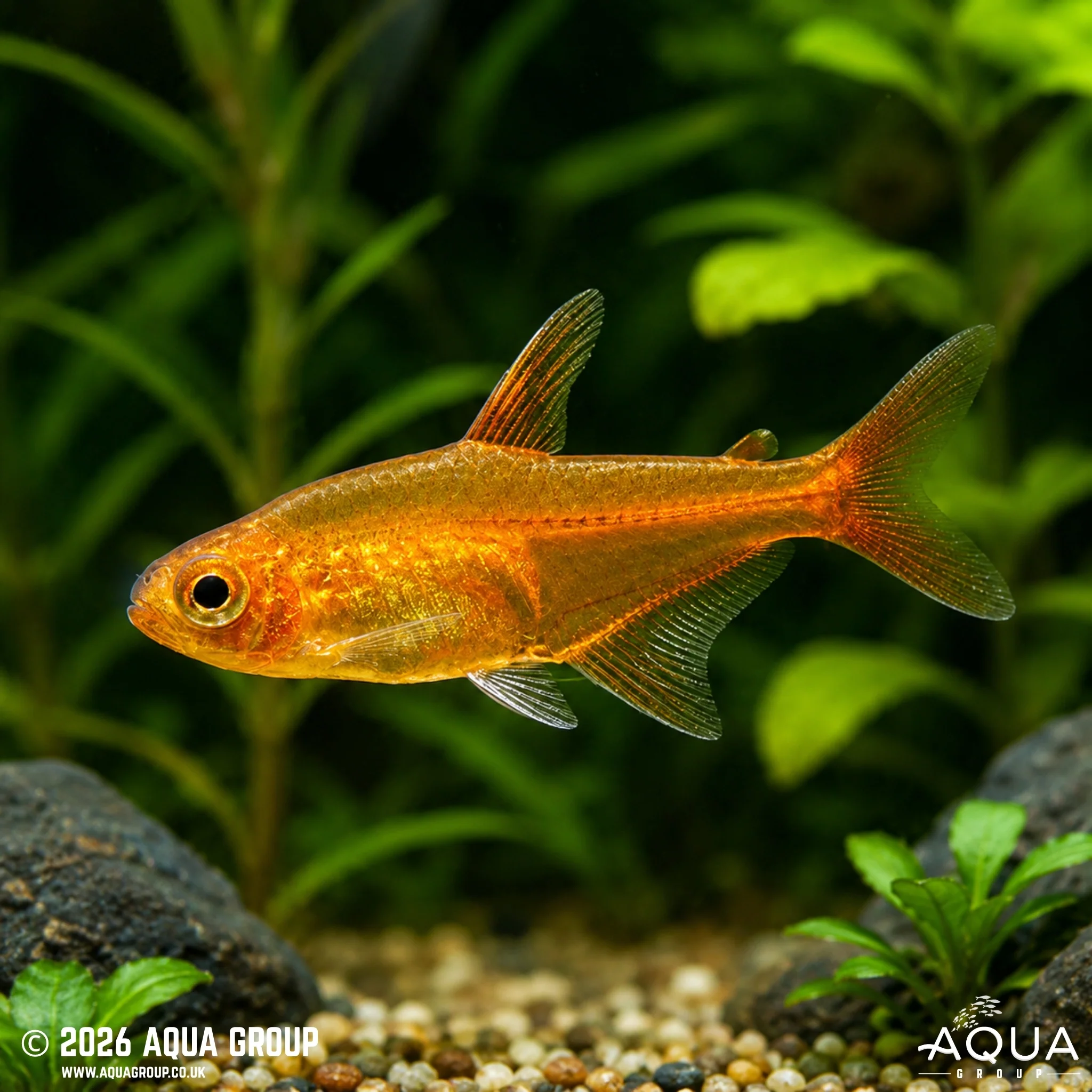 Ember Tetra - Hyphessobrycon amandae