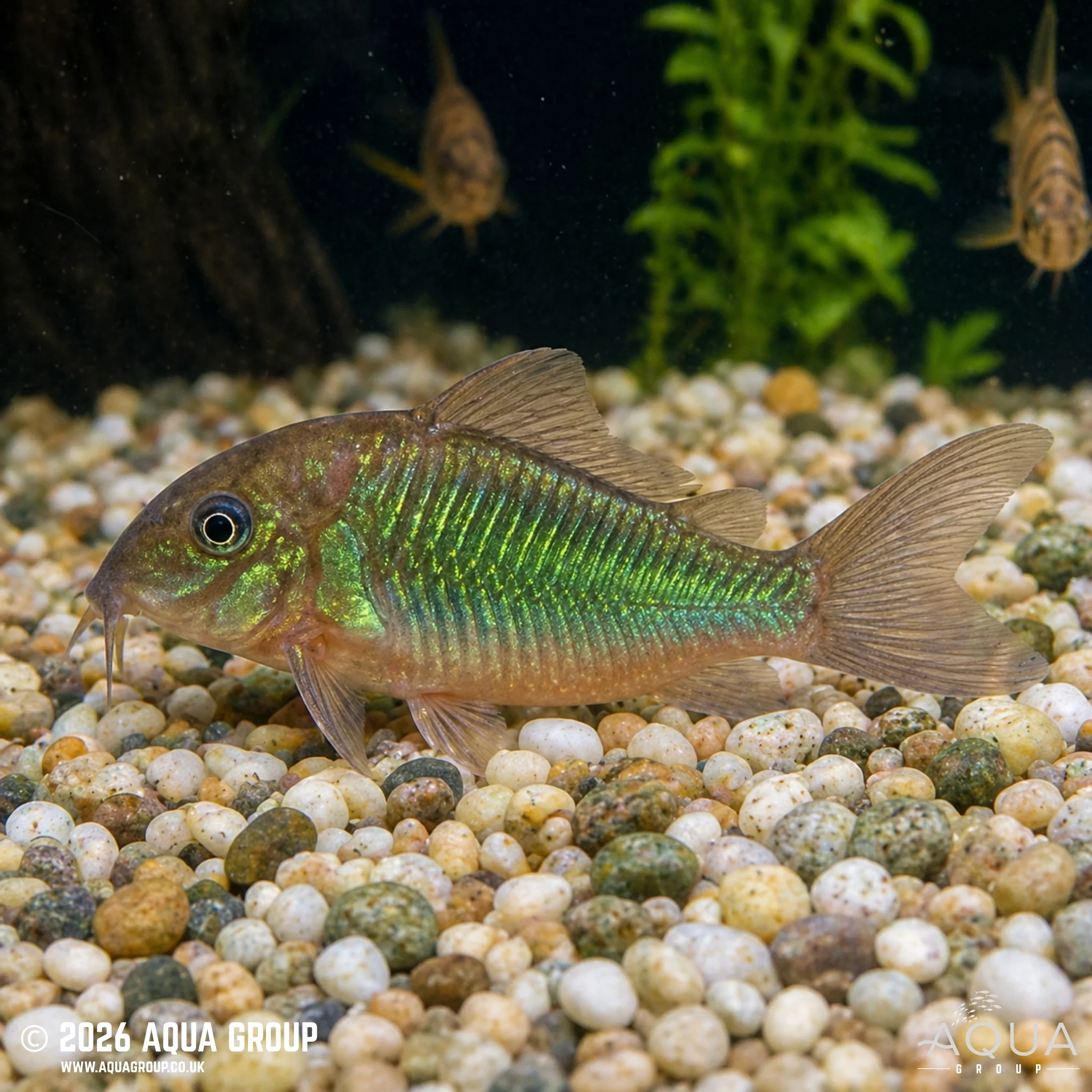 Emerald Brochis - Brochis splendens - Image 2