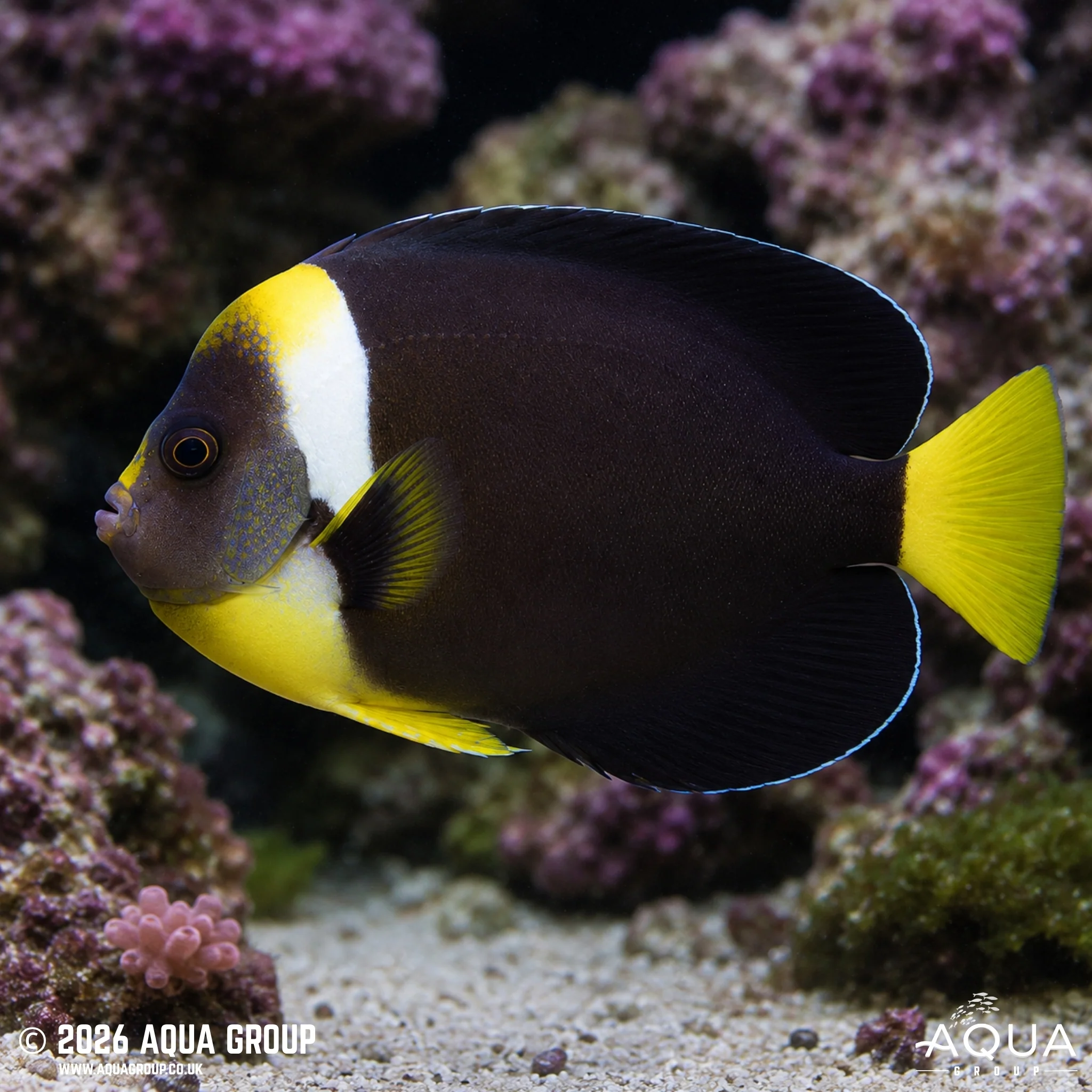 False Personifer Angelfish - Chaetodontoplus meredithi - Image 5
