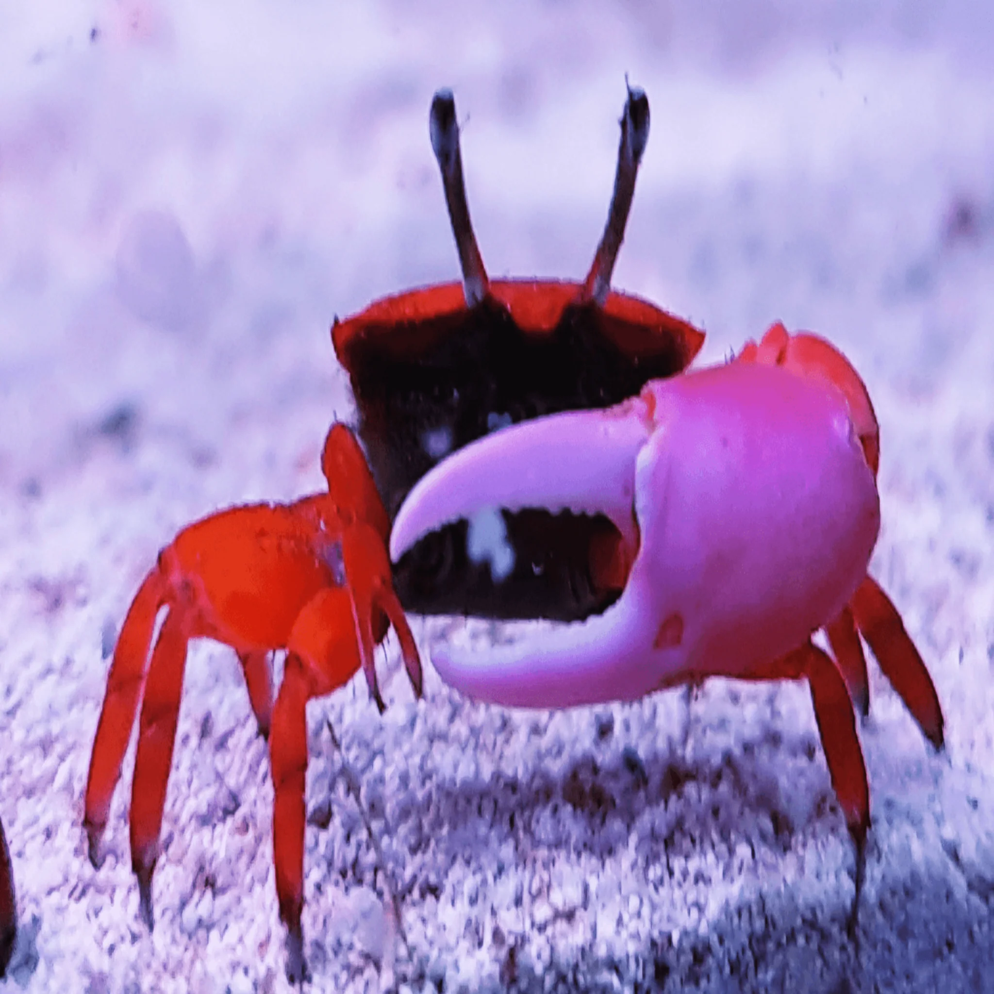 Fiddler Crab - Red