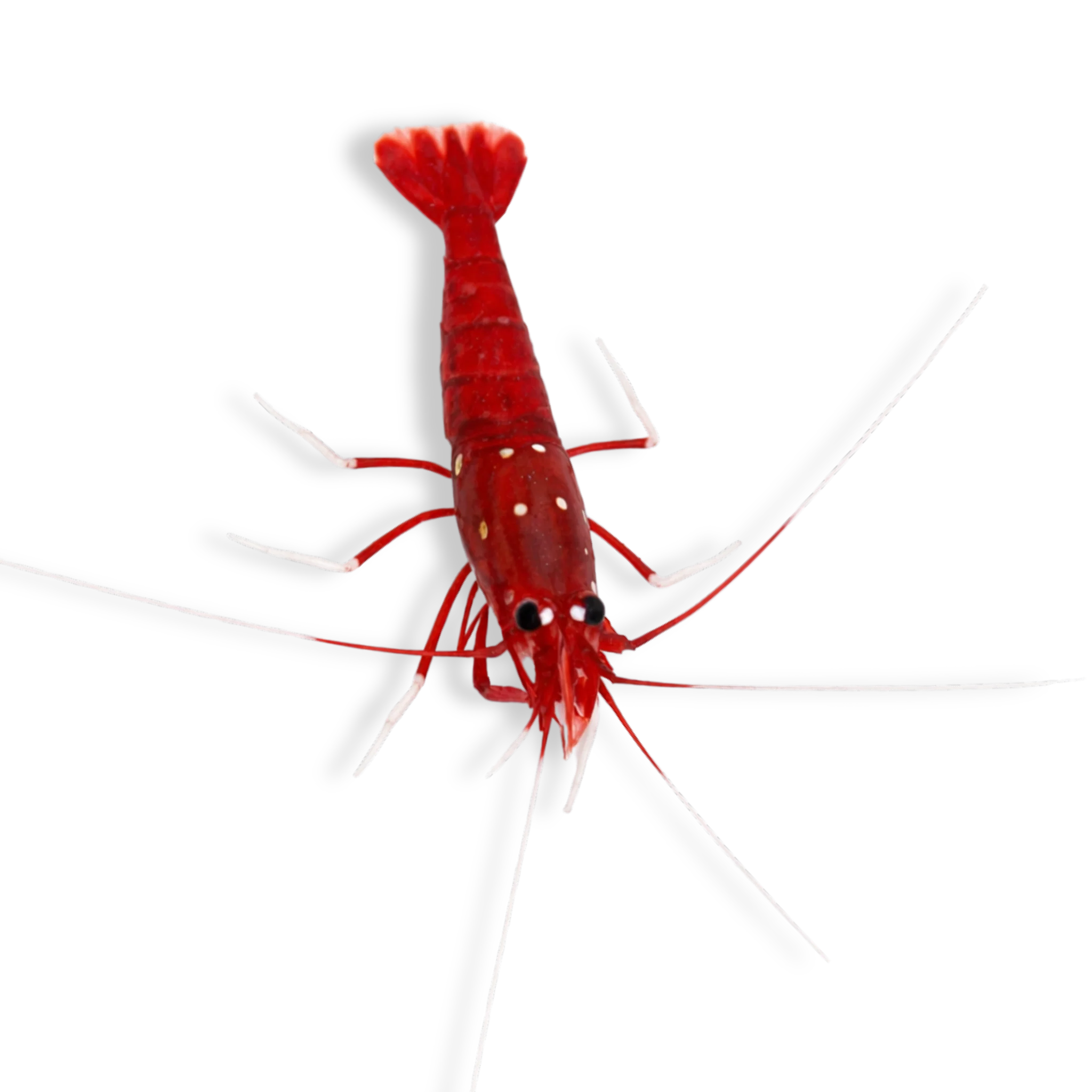 Fire Shrimp - Lysmata debelius