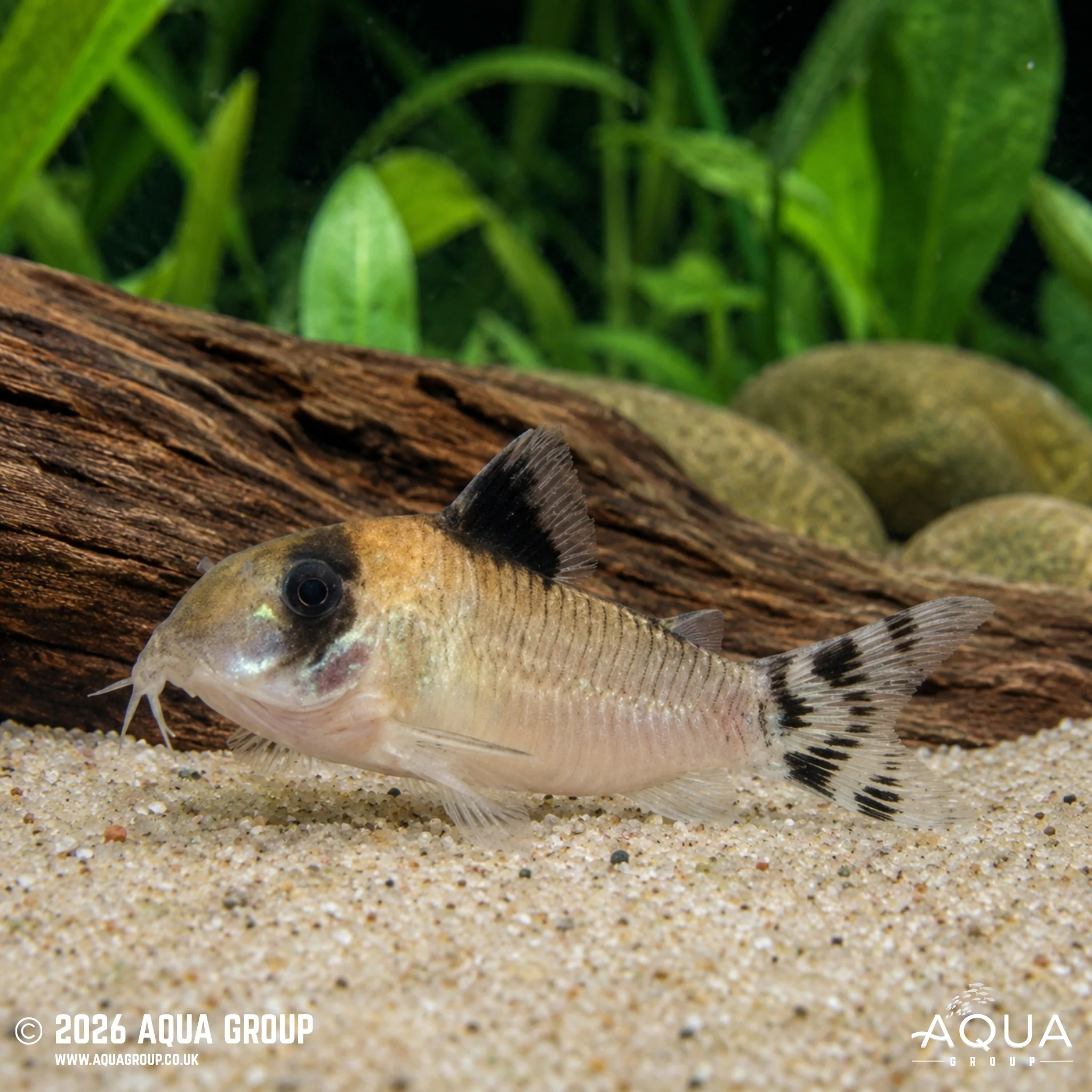 Flagtailed Panda Corydoras - Hoplisoma oiapoquensis