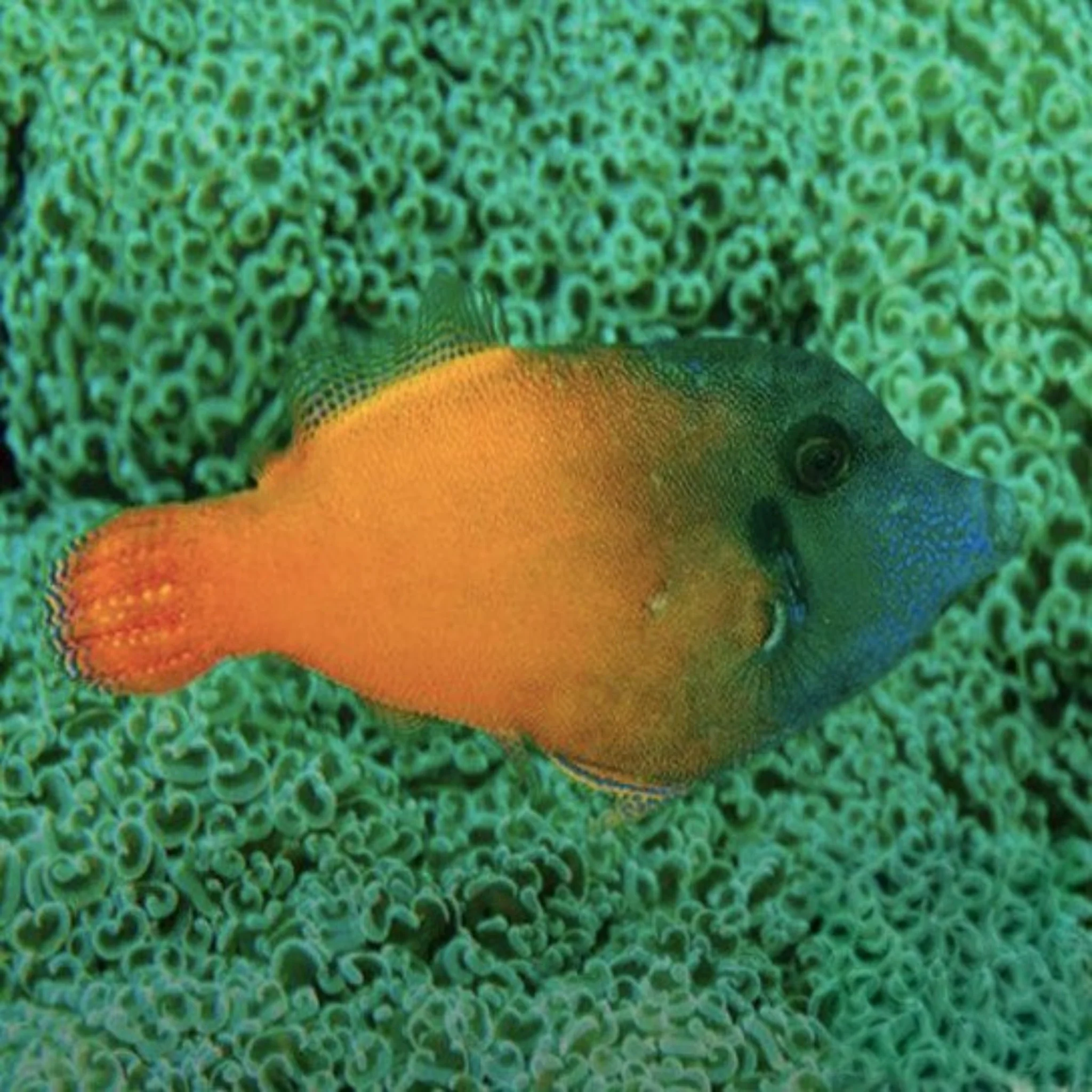 Flame Filefish