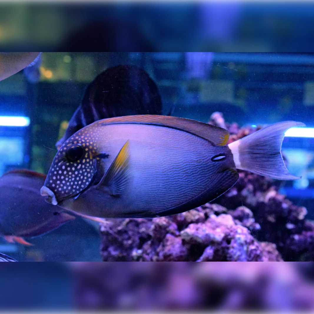 Freckle Face Tang