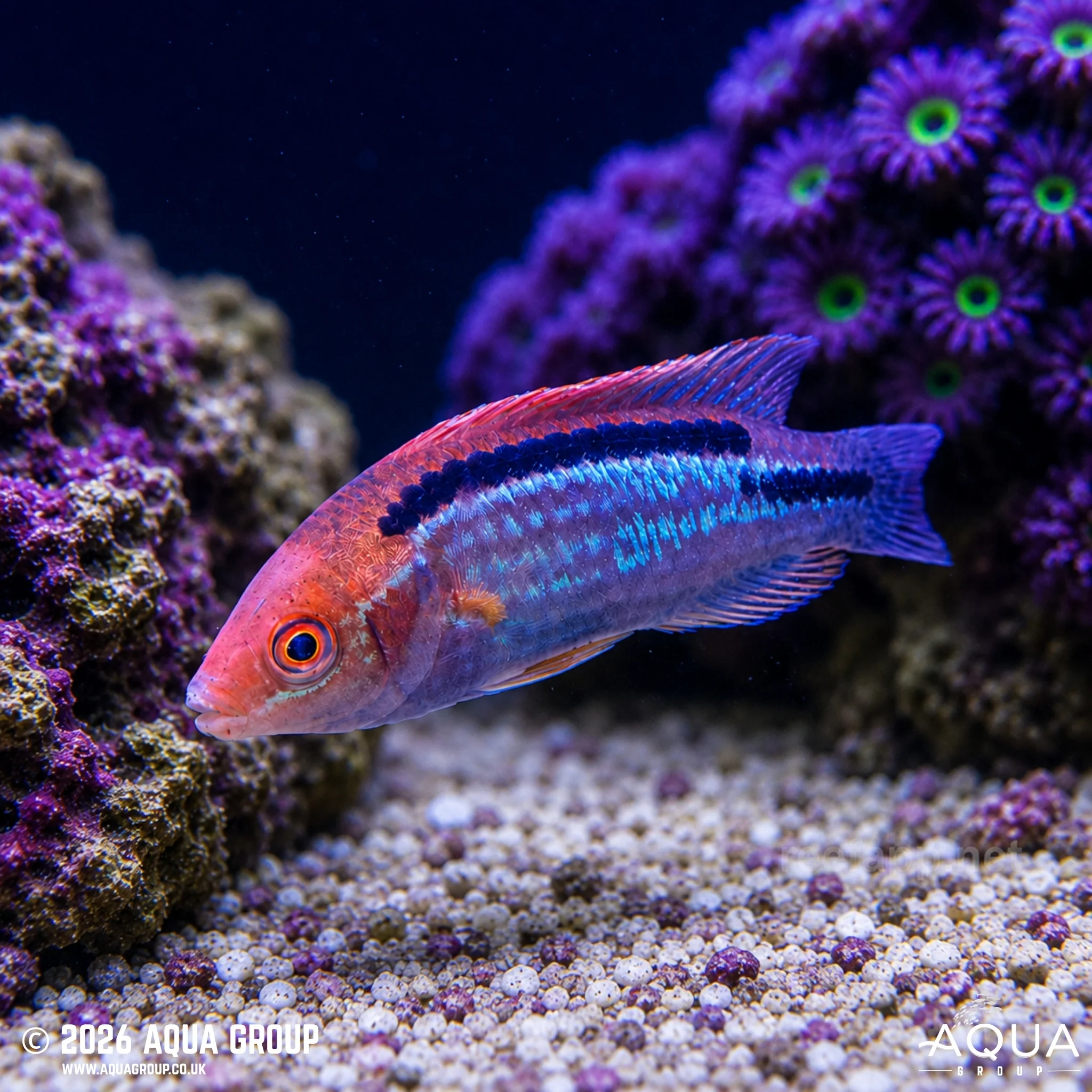 Gold Flash Dwarf Parrot