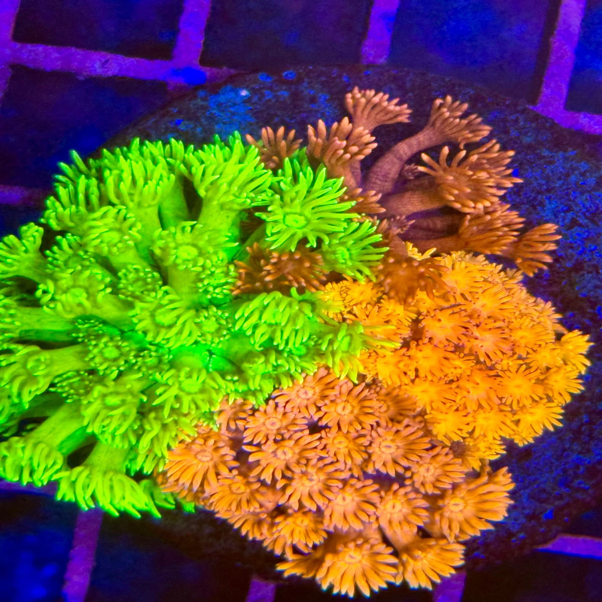 Goniopora Garden