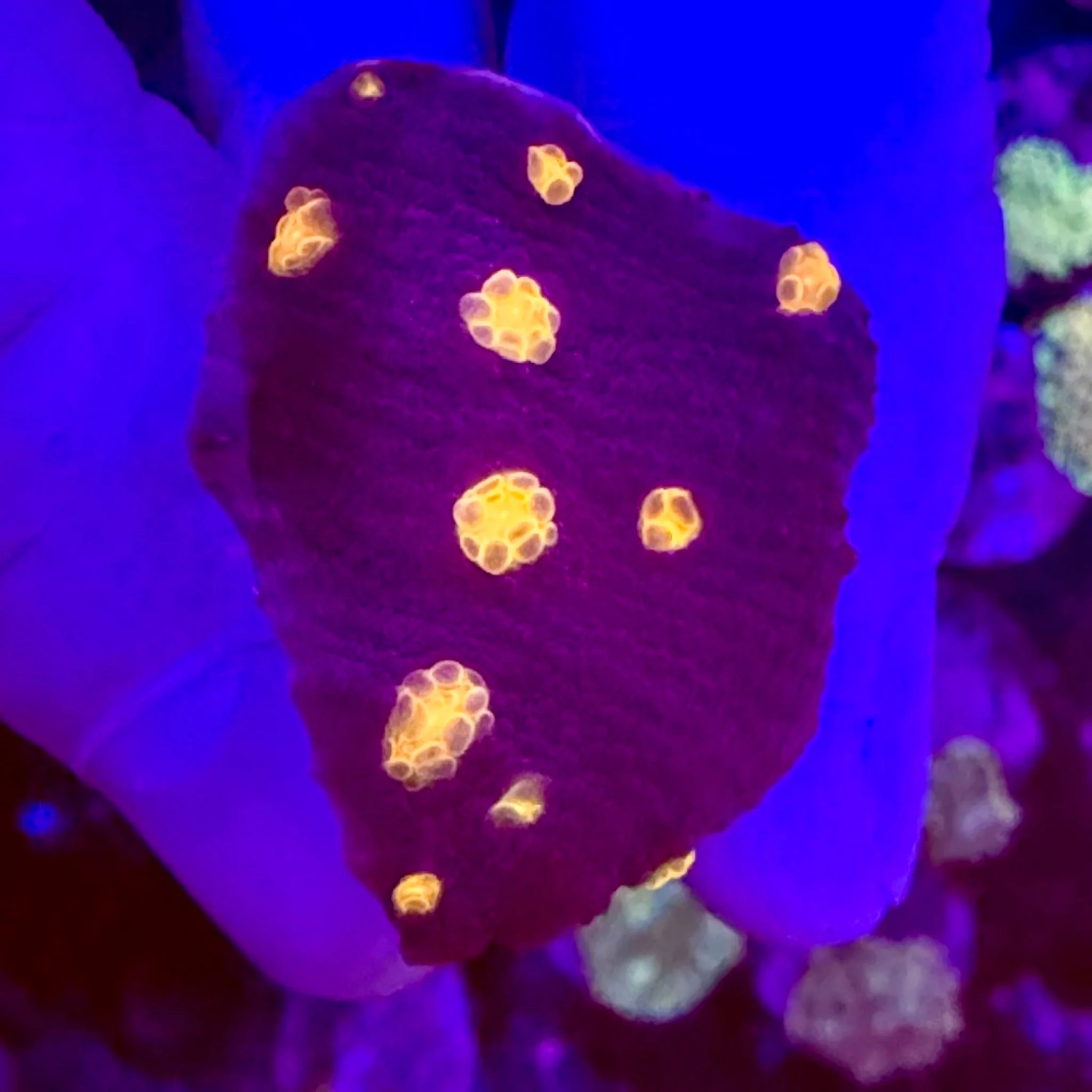 Halloween Screamer Chalice Frag