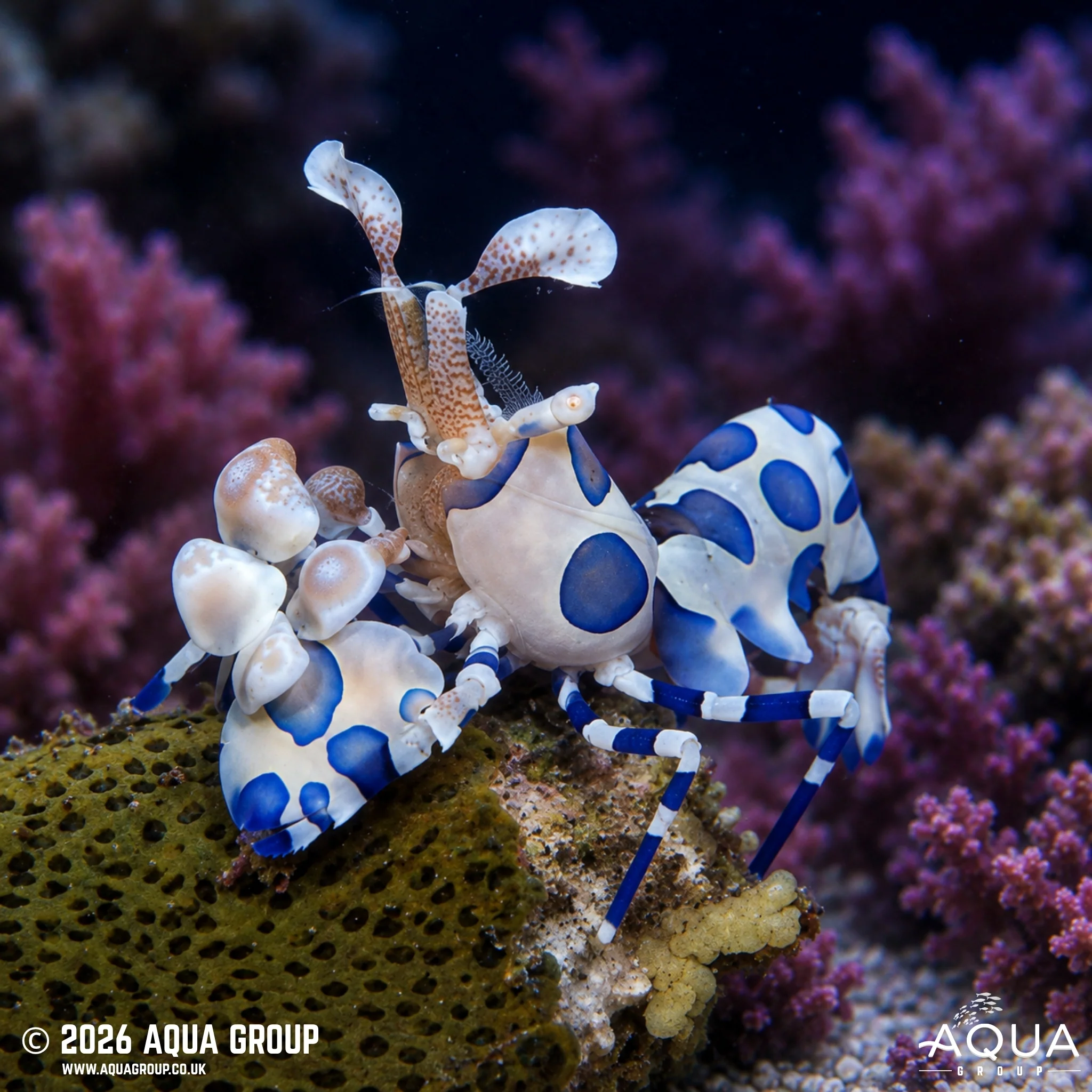 Harlequin Shrimp