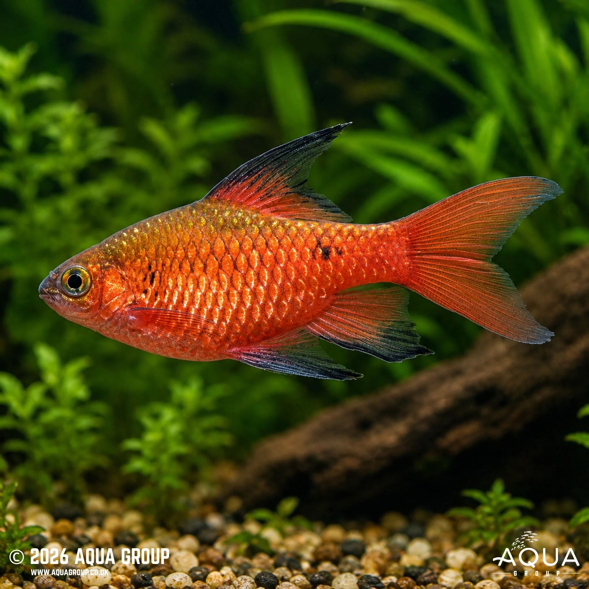 Hi Fin Rosy Barb - Puntius conchonius