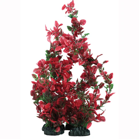 Hugo Kamishi Rose Leaf Green & Red 13cm - Aquarium Plant