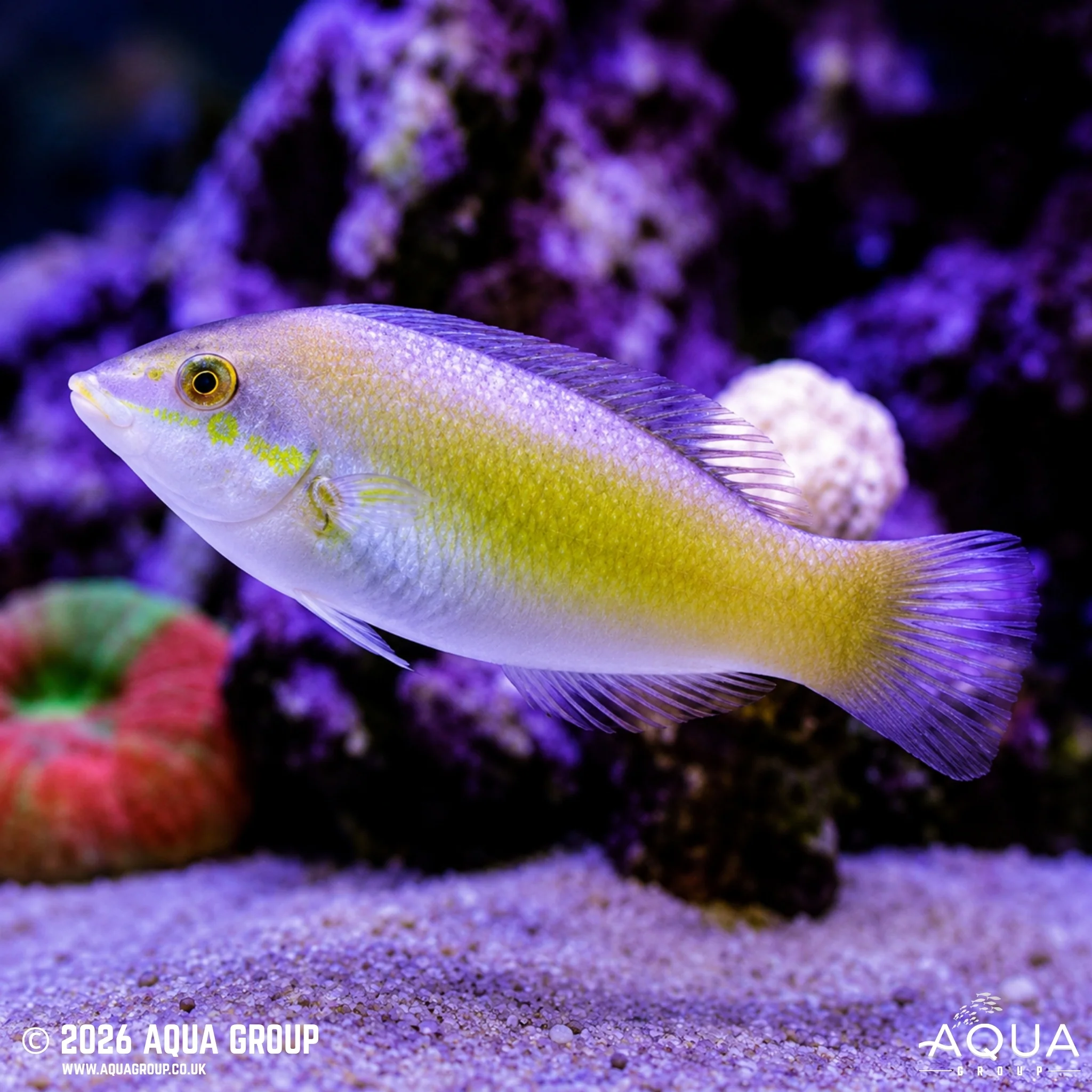 Jade Wrasse