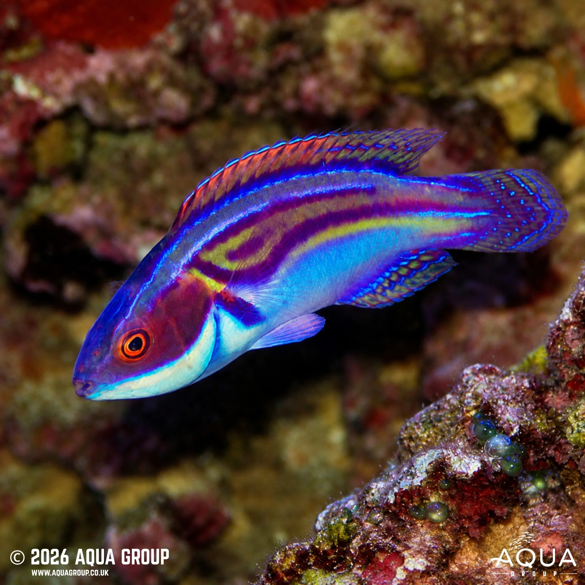 Laboute's Wrasse